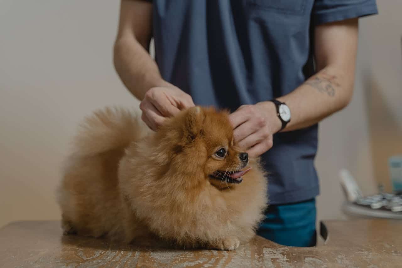 What Are Dog Ear Mites: Signs, Symptoms & Treatments