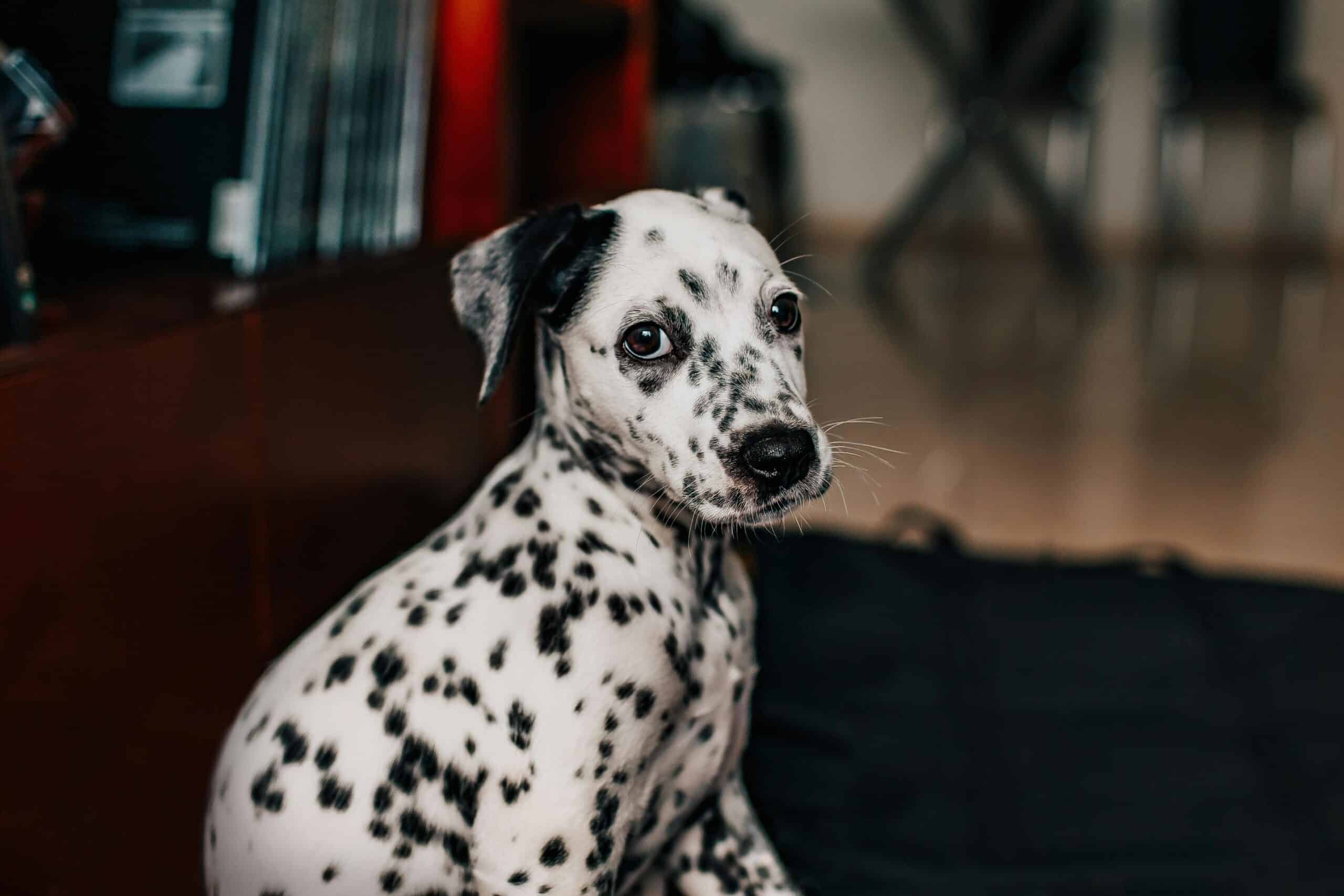 Top 5 Dog-Friendly Hotels In Memphis