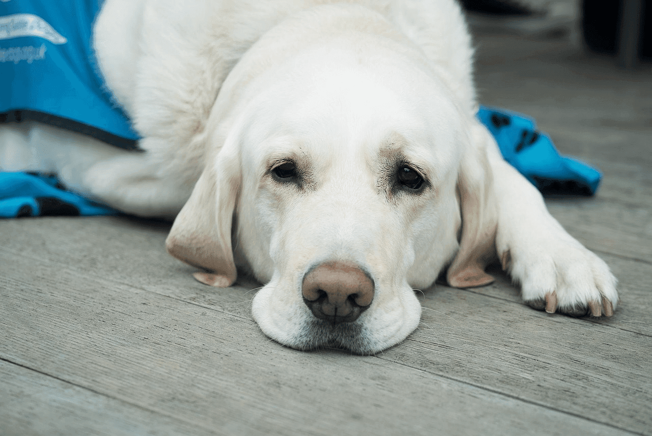 The Truth About Dog Vitamins: Over-hyped or Worth the Money?
