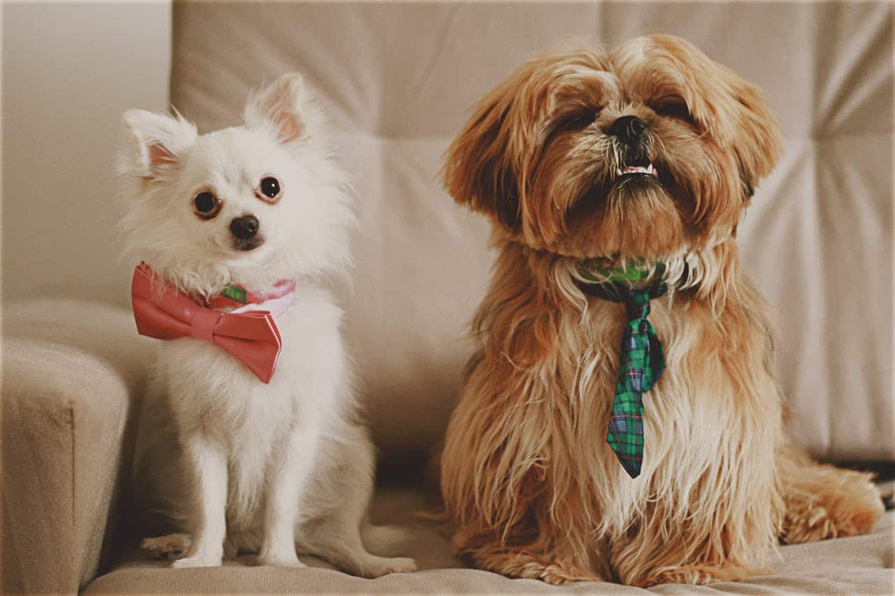 How to Reduce Dog Shedding & Maintain A Clean Home