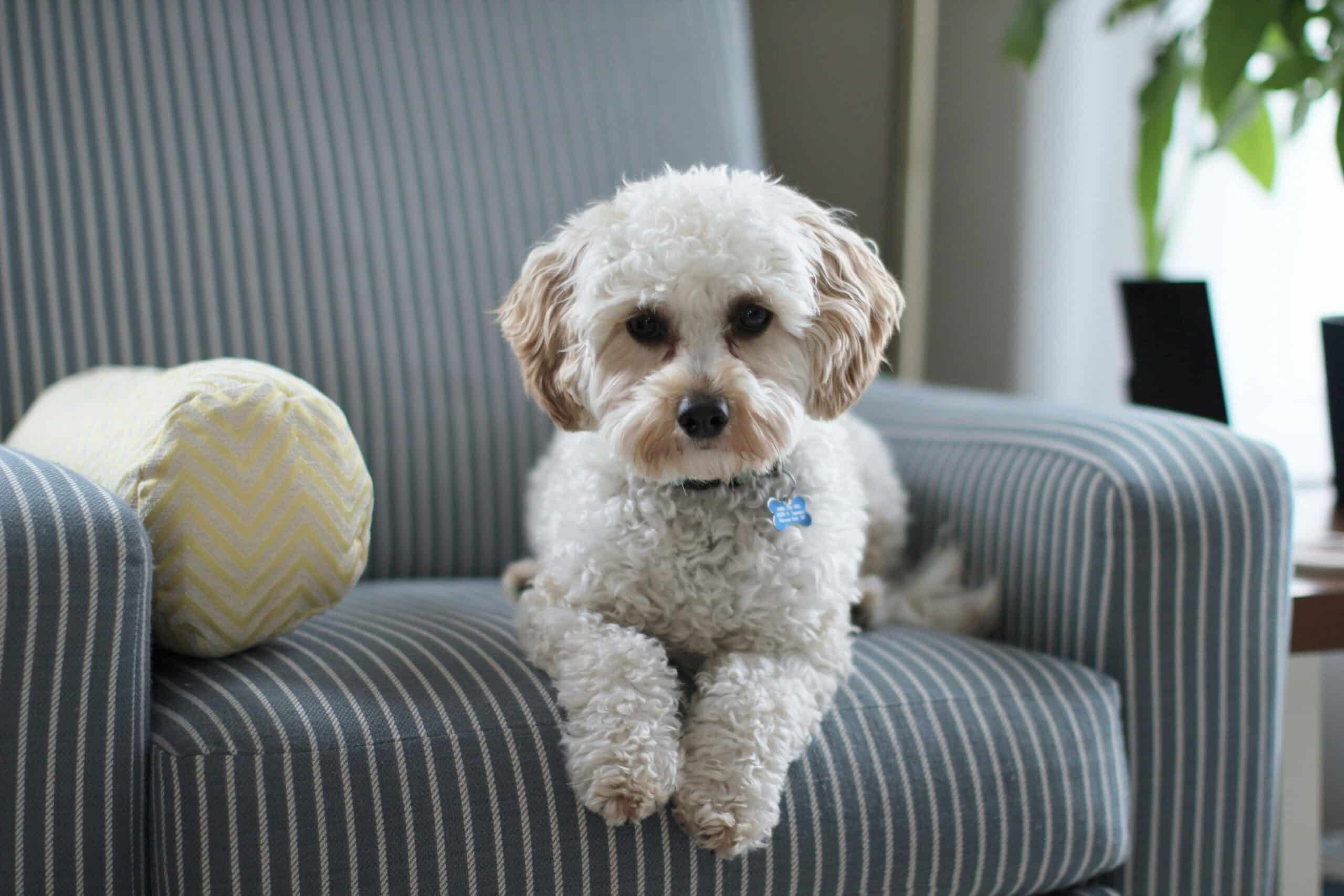 Top Internet Tools for Keeping Your Dog Happy and Healthy