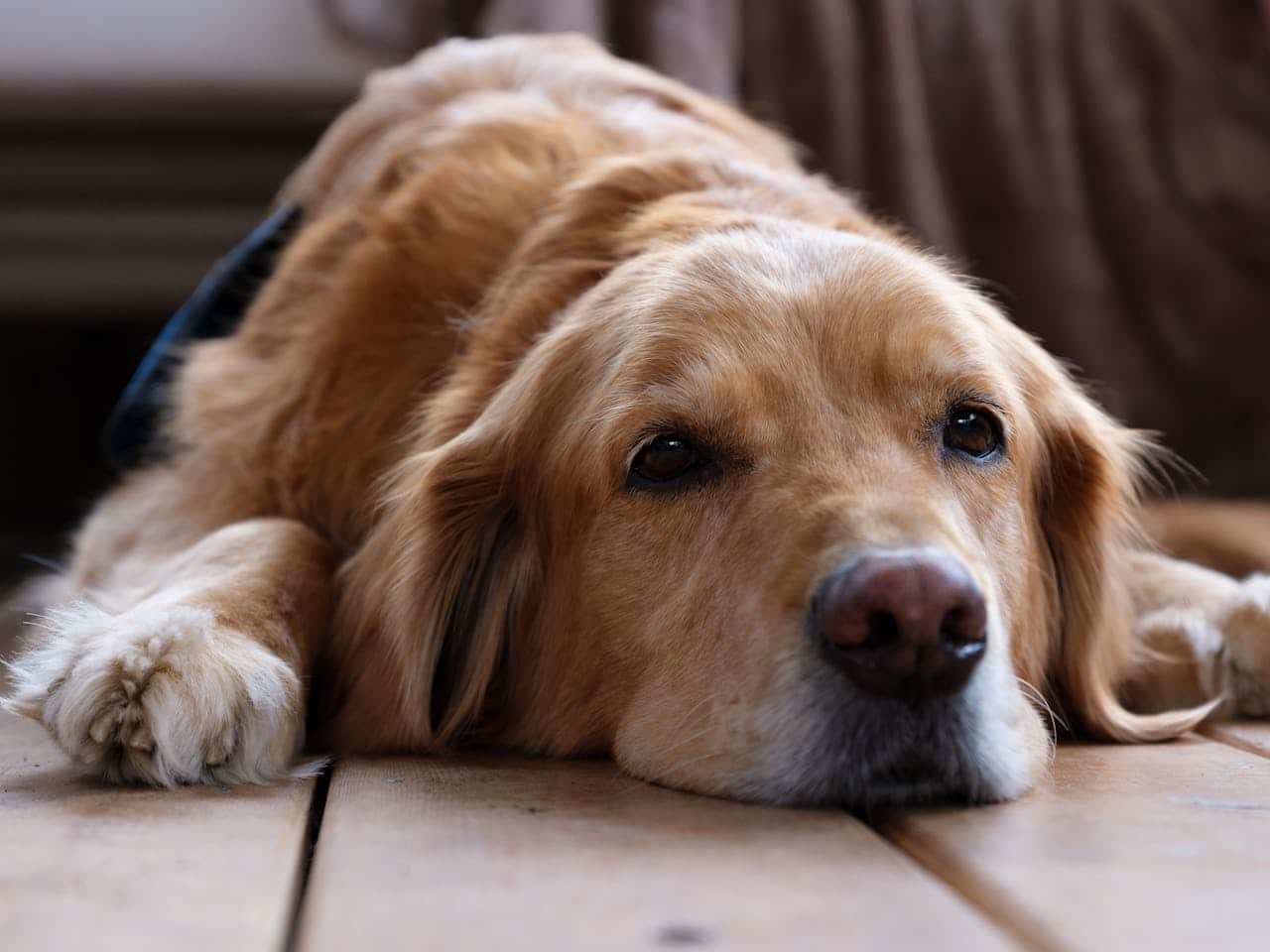 Can Dogs Have a Midlife Crisis? Behavior Changes in Senior Dogs