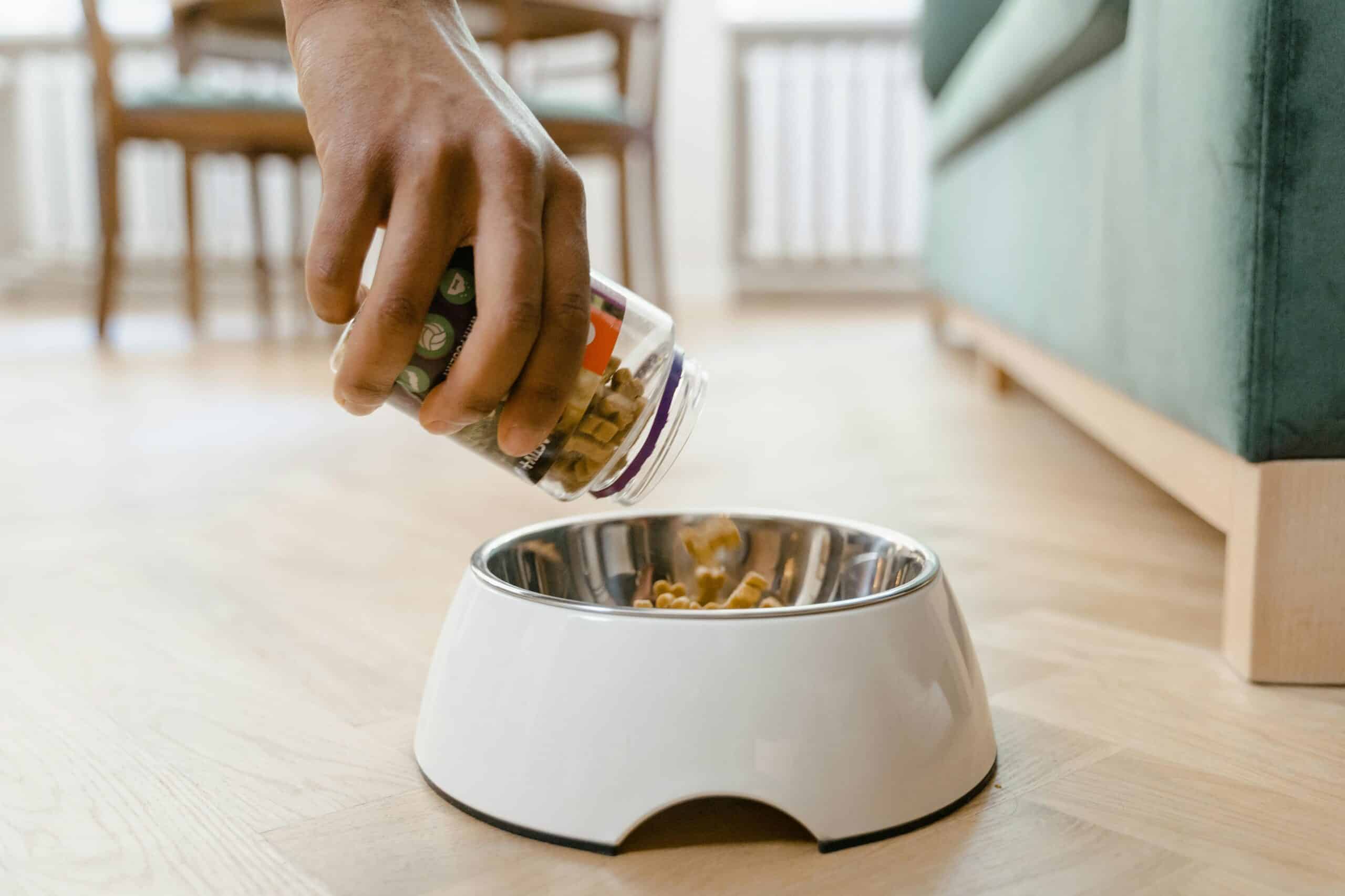 The Best Dog Food for Sensitive Stomachs: What to Look for in a Diet?