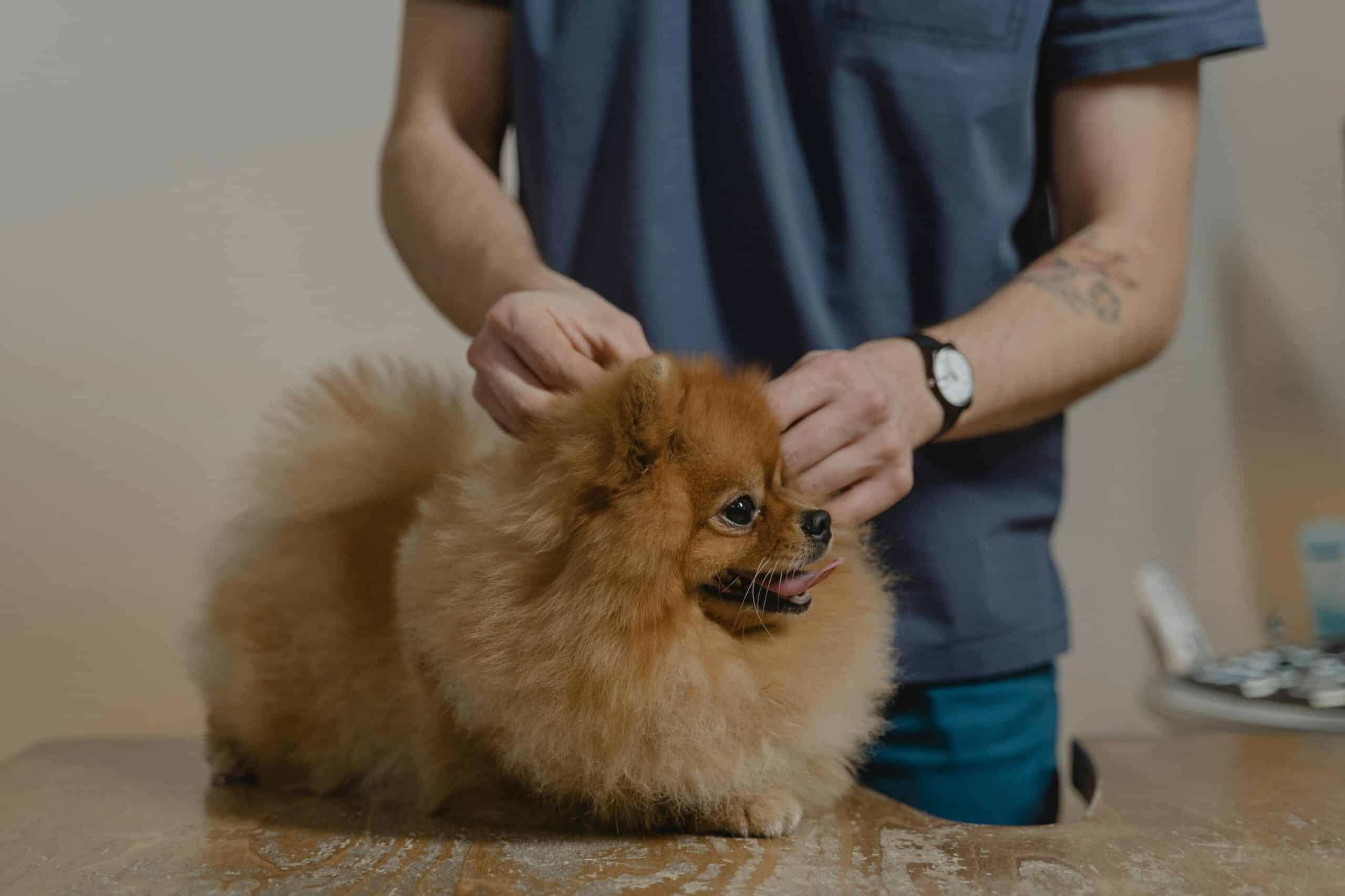How to Evaluate The Reputation and Experience of a Veterinarian