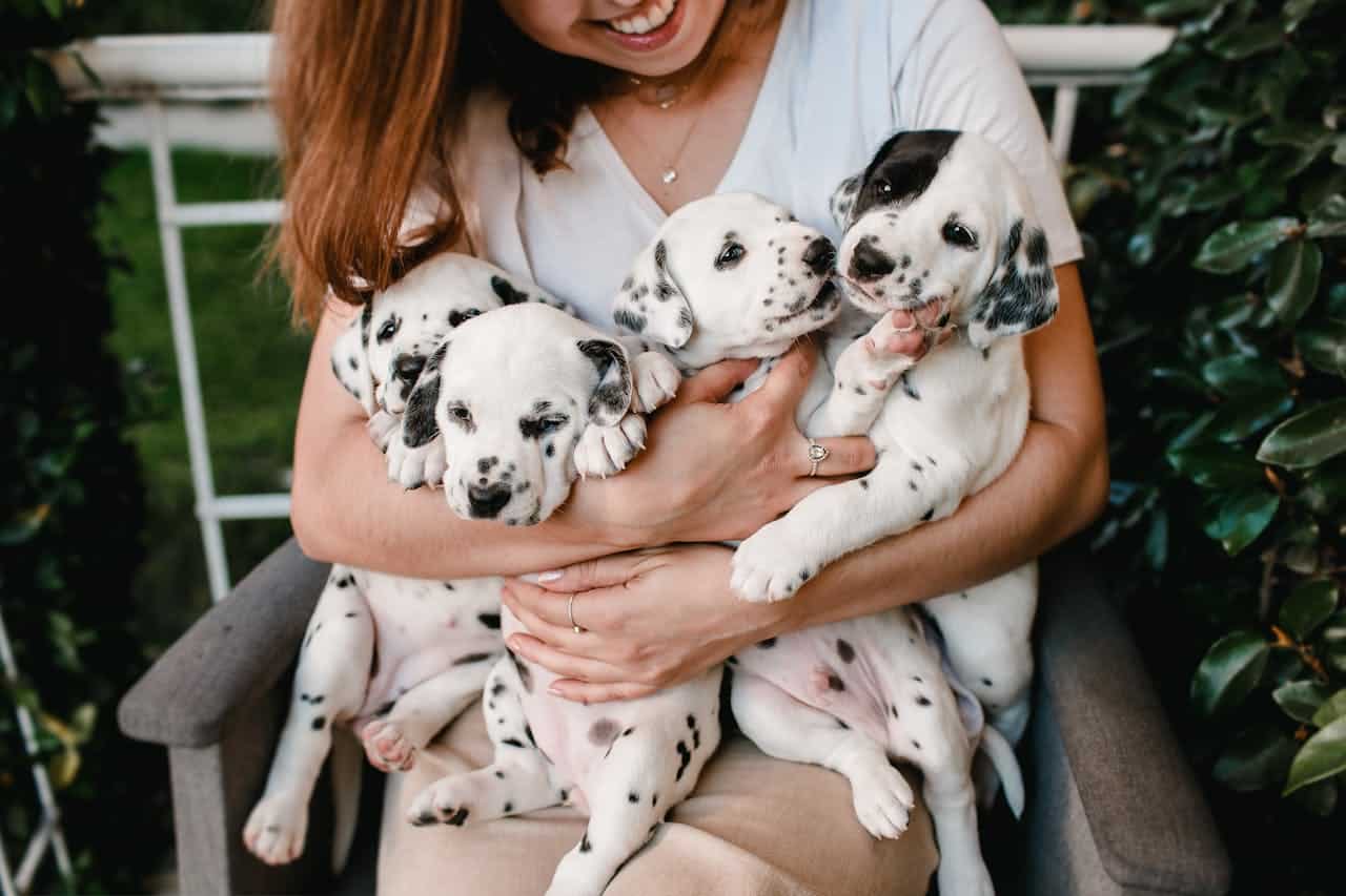 Healthiest Human Foods for Dogs