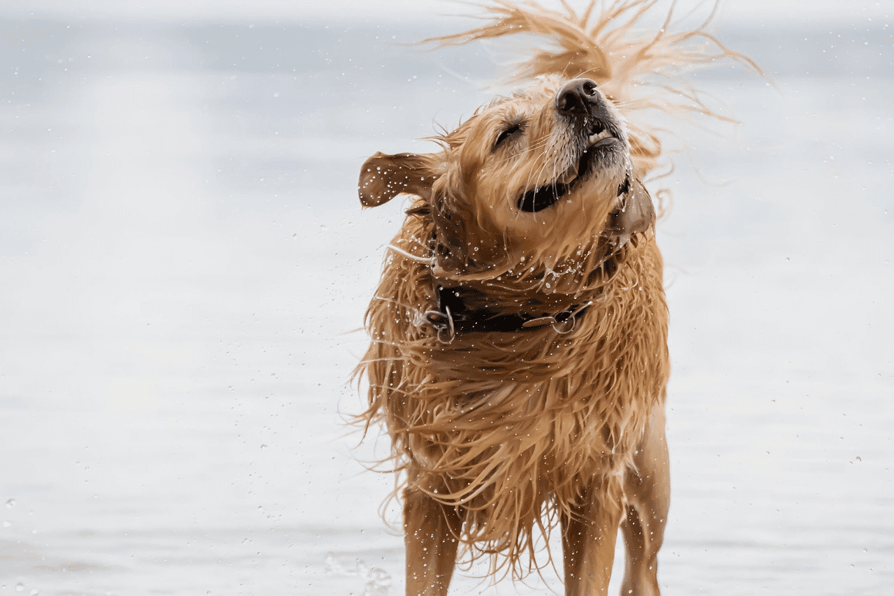 Why is My Dog Shaking His Head?