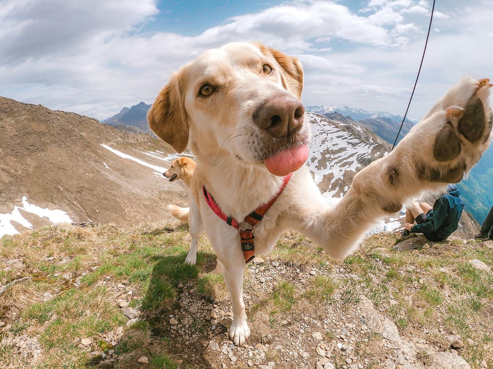 Is Your Dog Right or Left-Pawed? Here’s How to Tell
