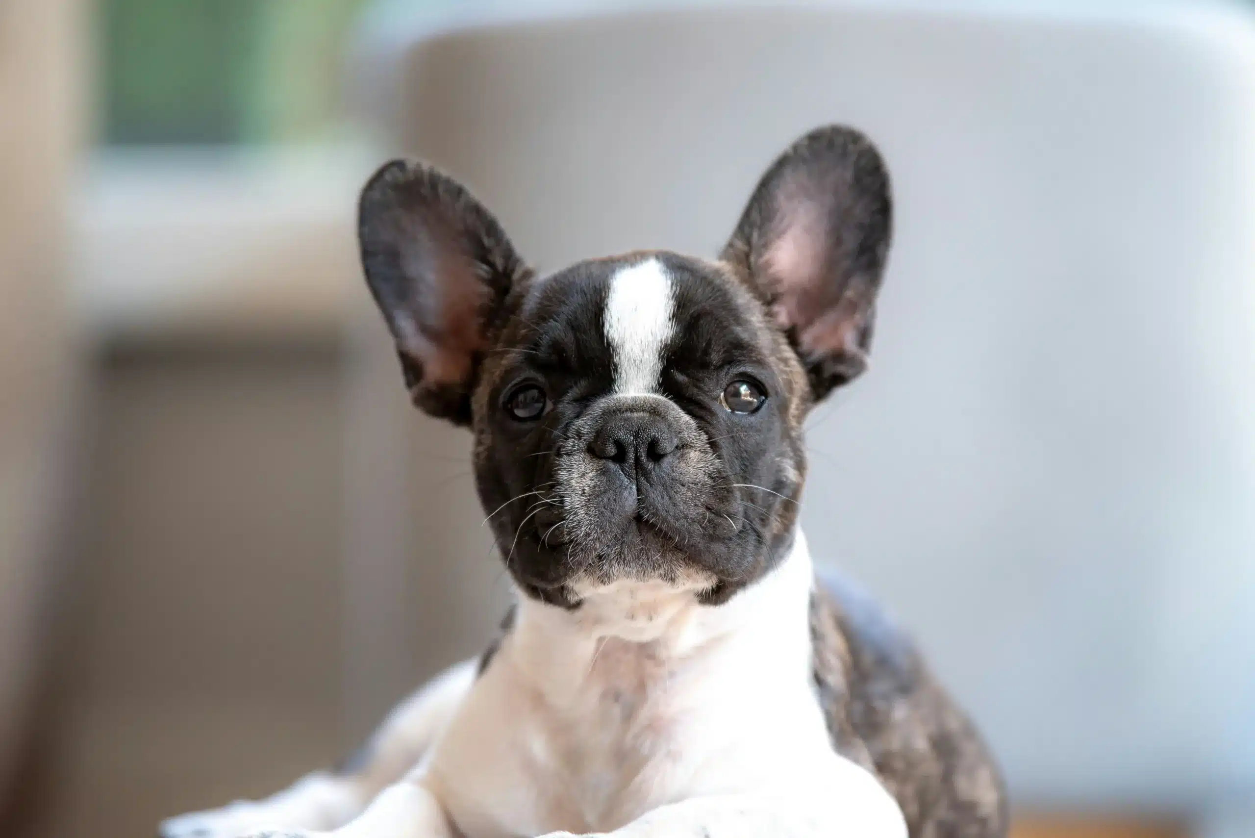 French Bulldog Heat Stroke: How to Recognize and Help Your Dog?