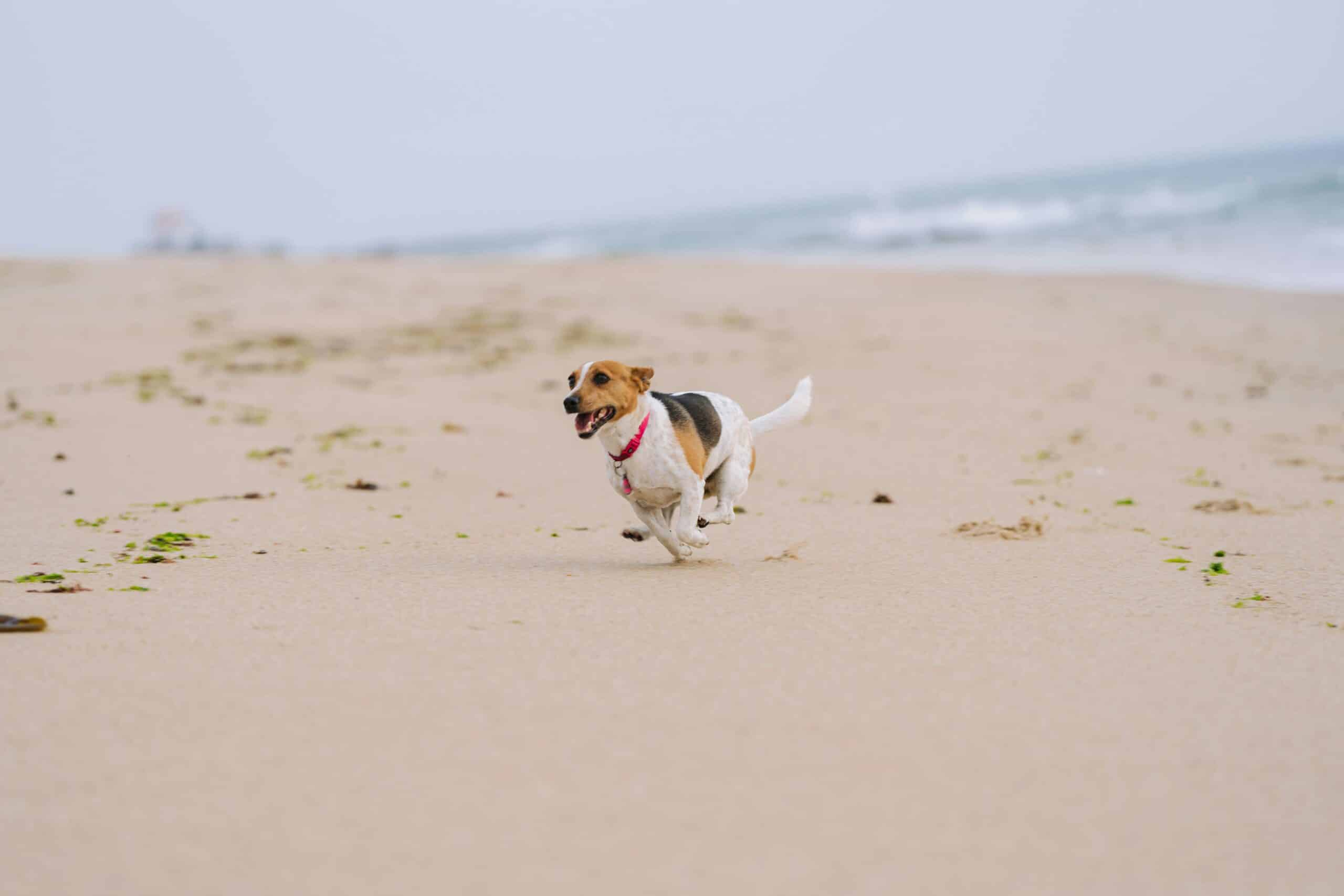 Revitalizing Mobility: The Transformative Power of Canine Physiotherapy