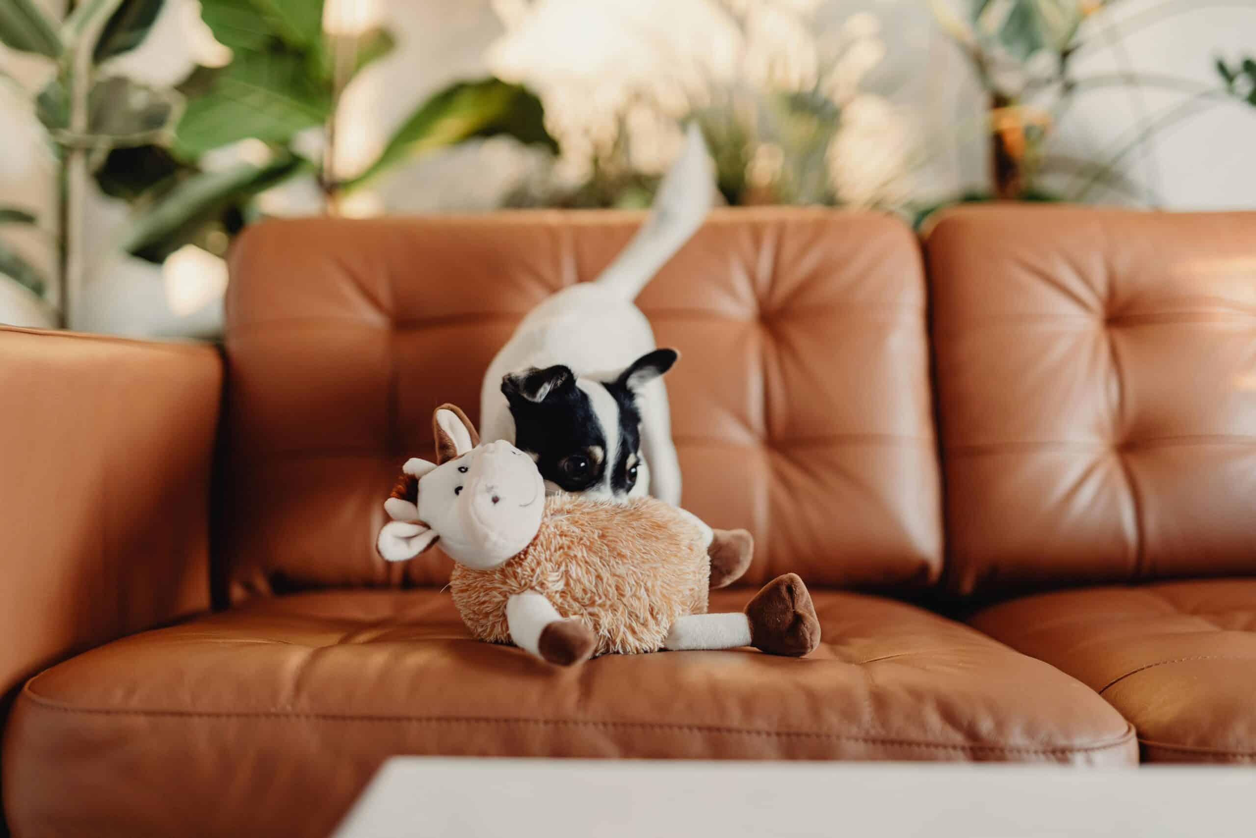 How to Maintain a Dog-Friendly Home: Efficient Cleaning Routines