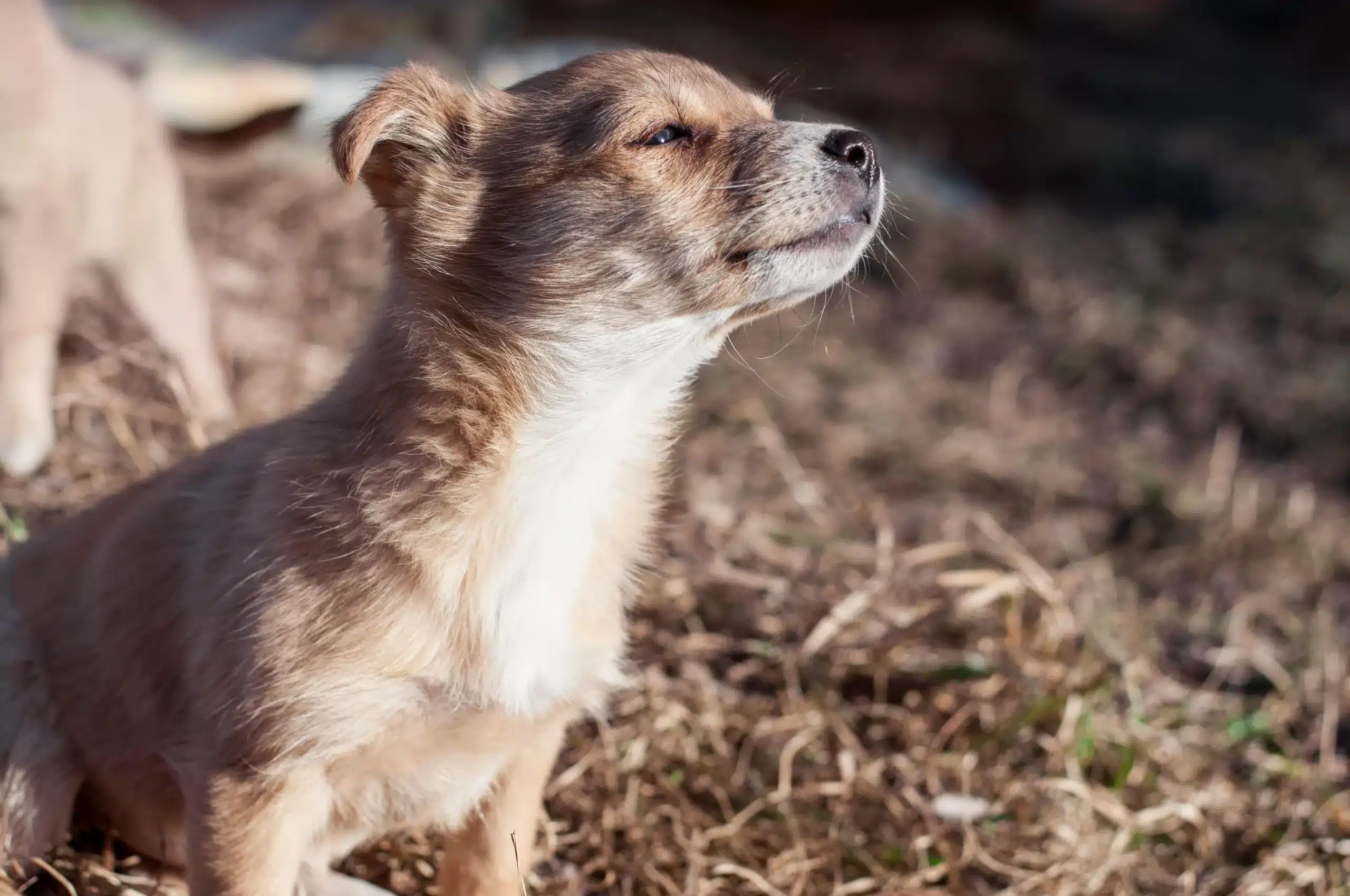 Guide to Flea and Tick Treatments: Natural, OTC, or RX?