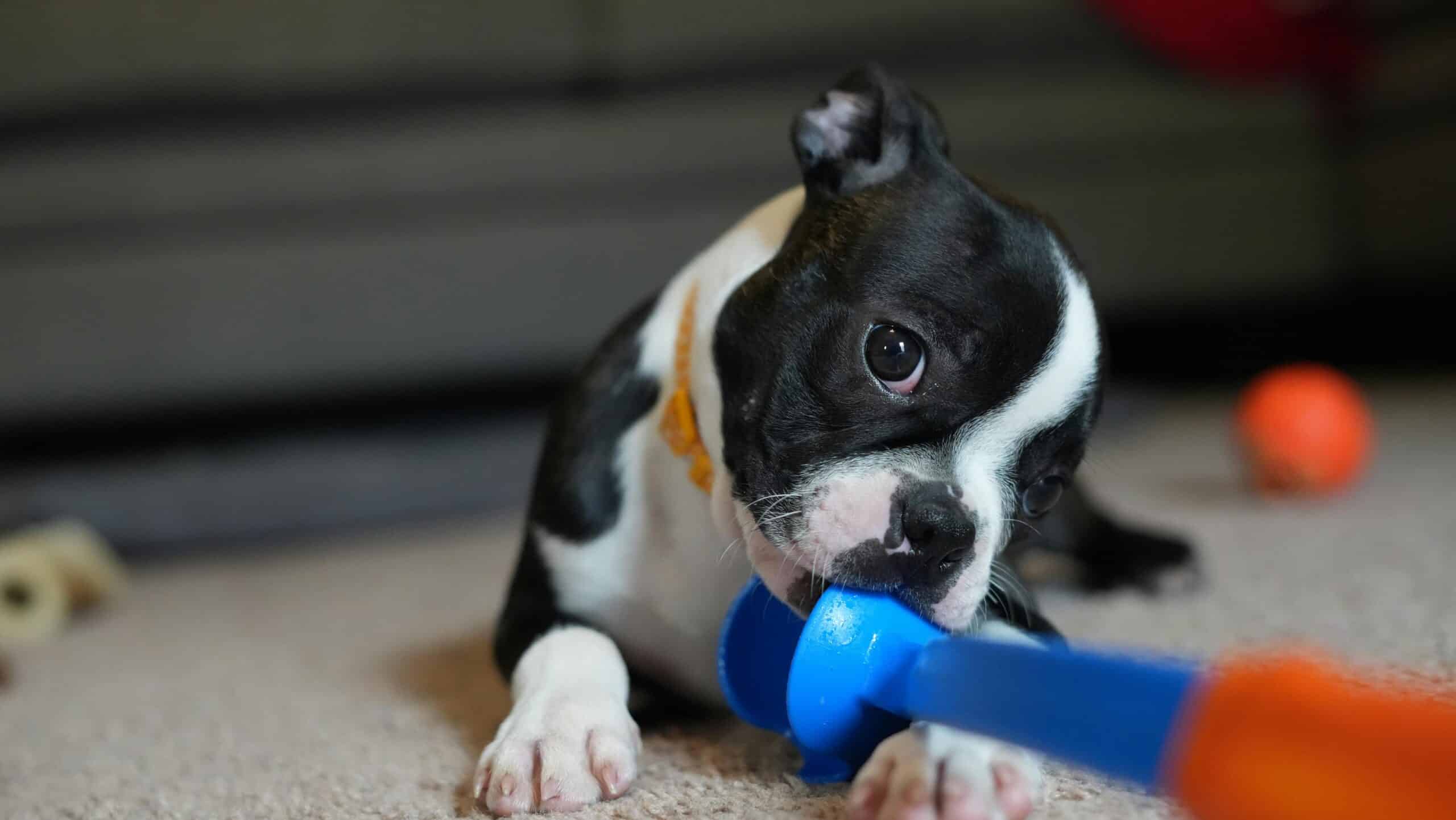 How Silicone Dog Toys Are Revolutionizing Chew Time