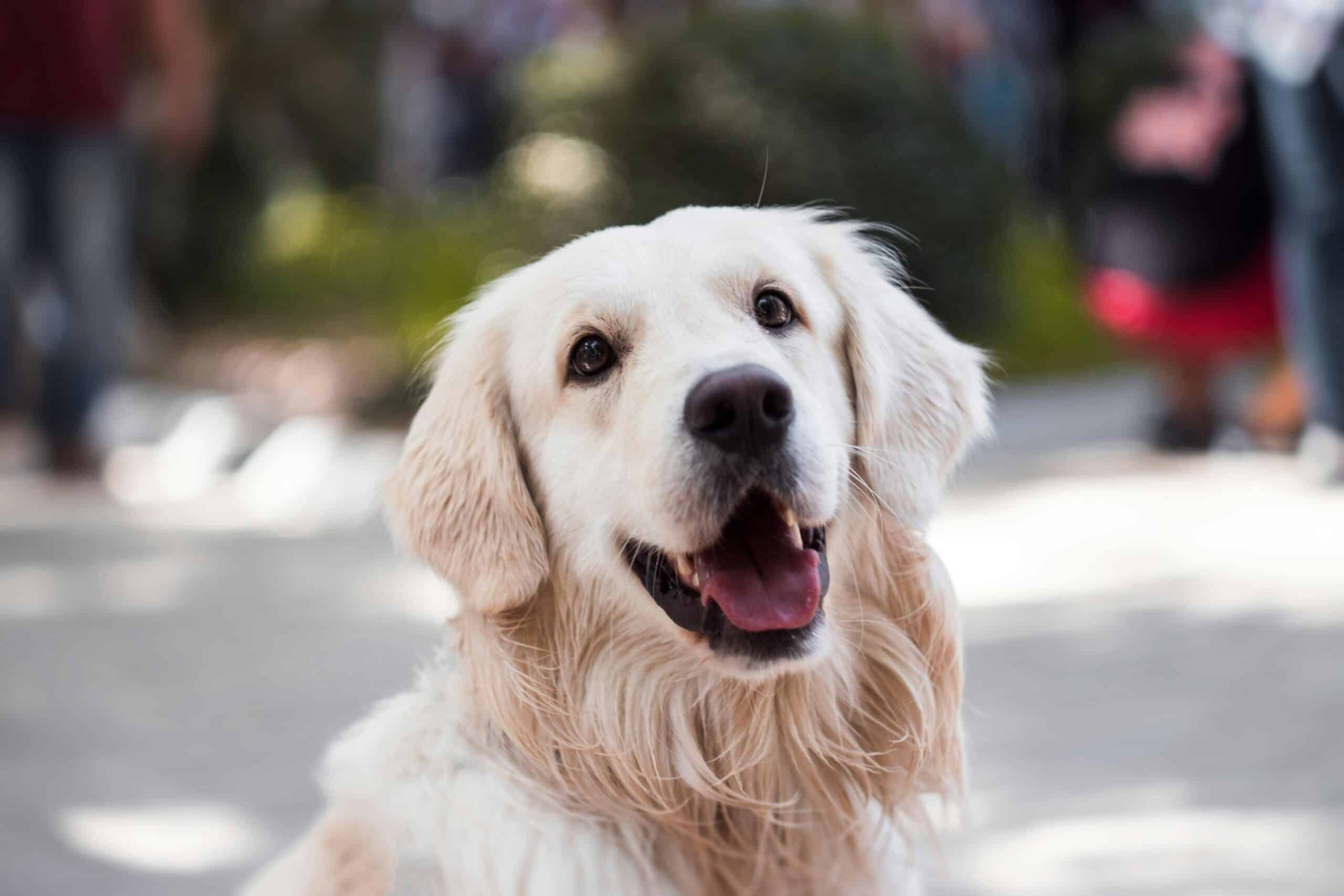 The Benefits of Dog Oxygen Chamber and Hyperbaric Therapy for Dogs