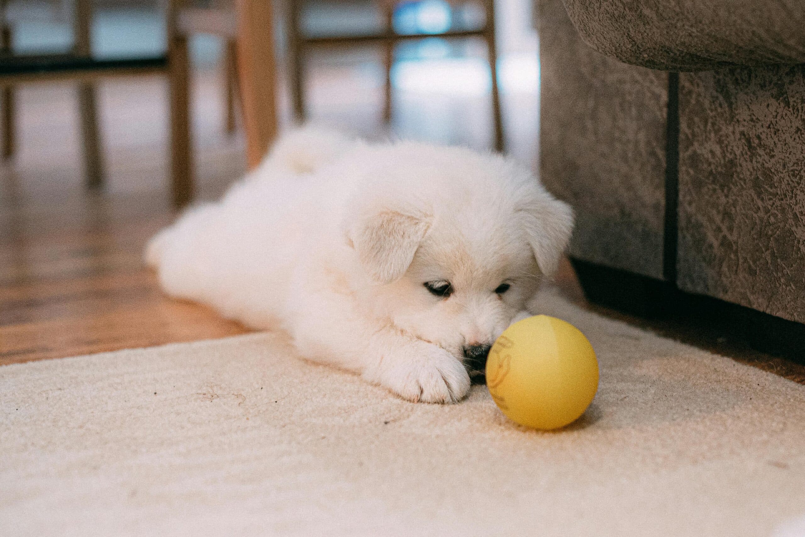 Create a Sustainable Pup Lifestyle