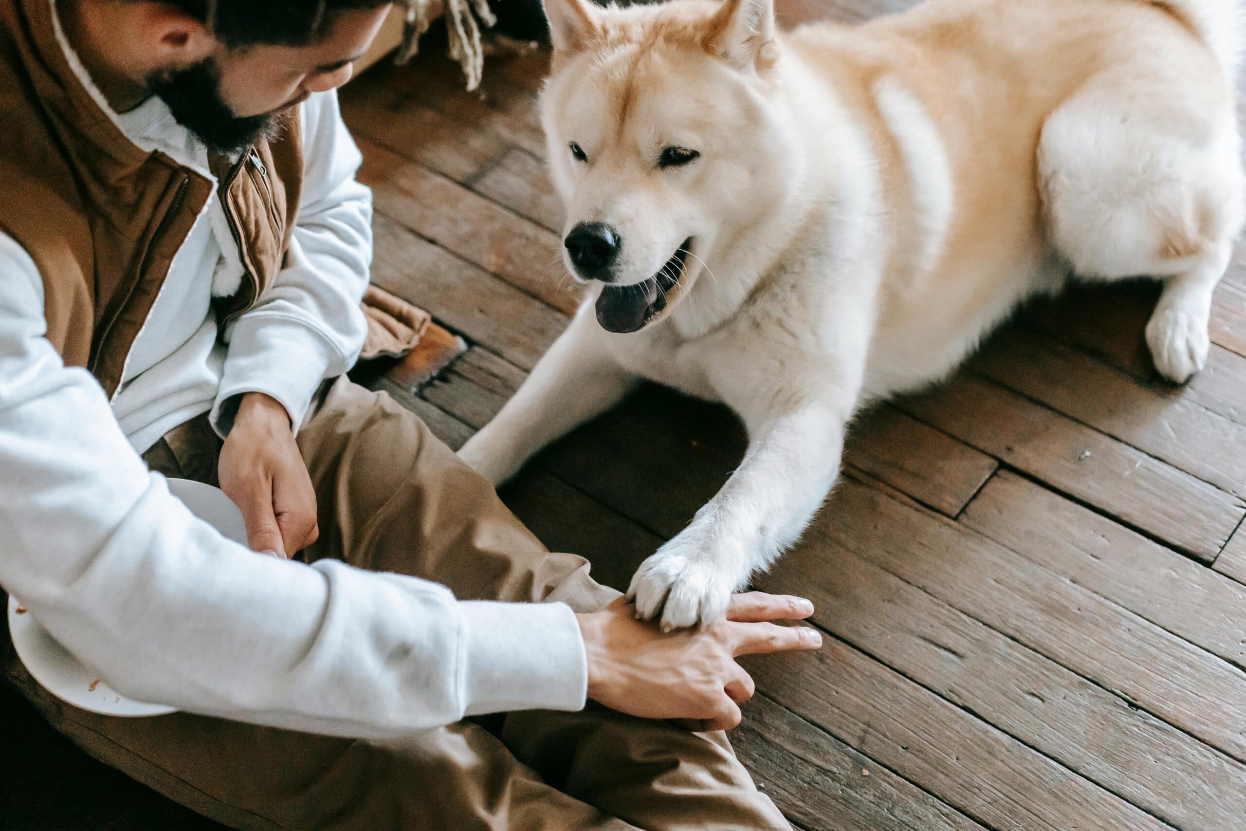 Dog Training Cost: What to Expect and How to Budget