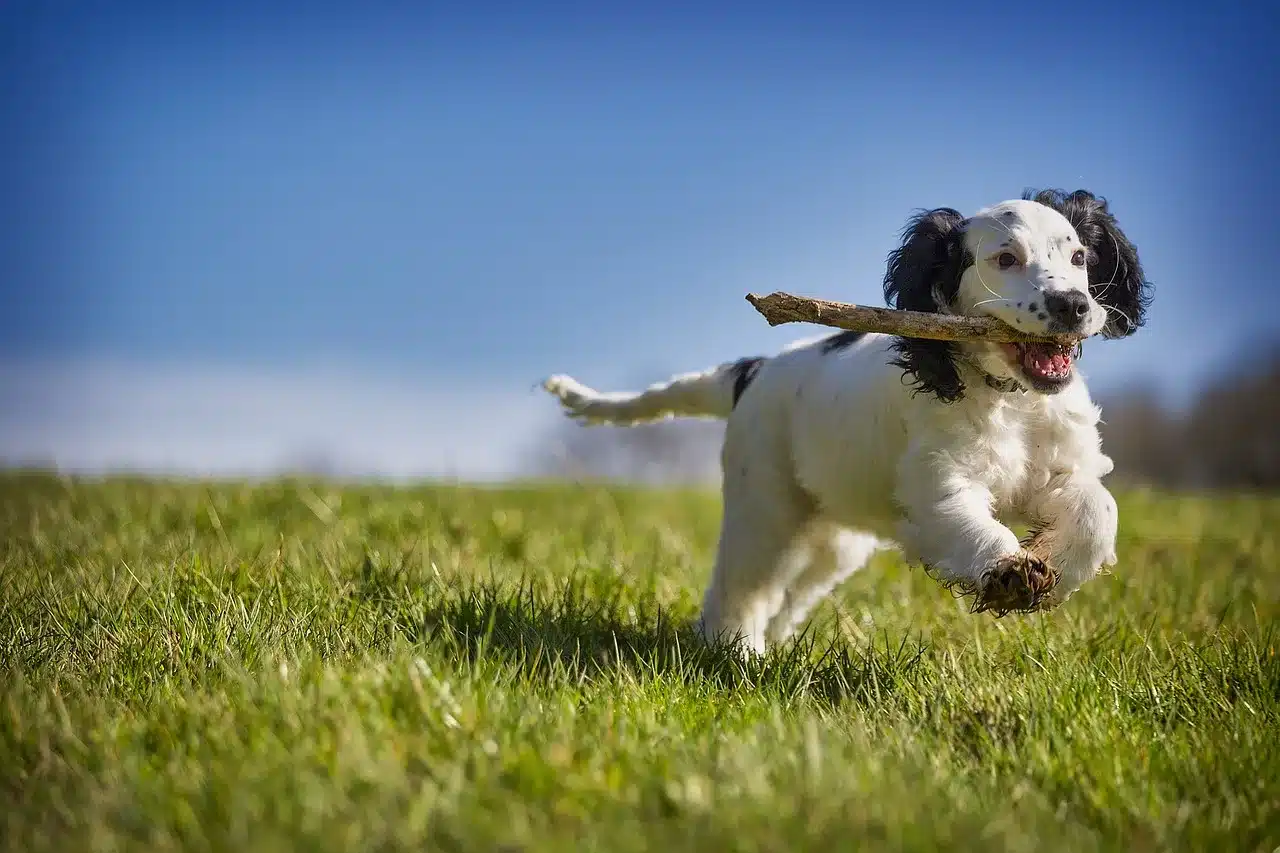Battle Buddies: How Dogs Help Veterans Overcome PTSD