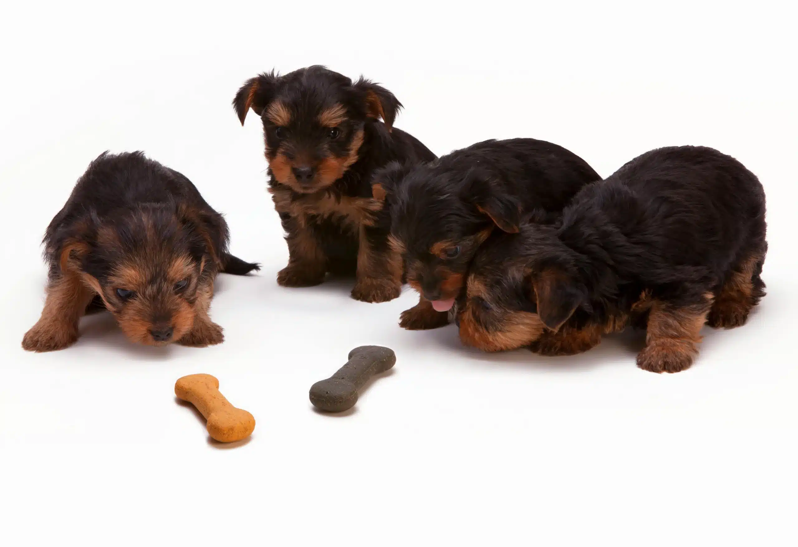 7 Essential Tips for First-Time Dog Owners