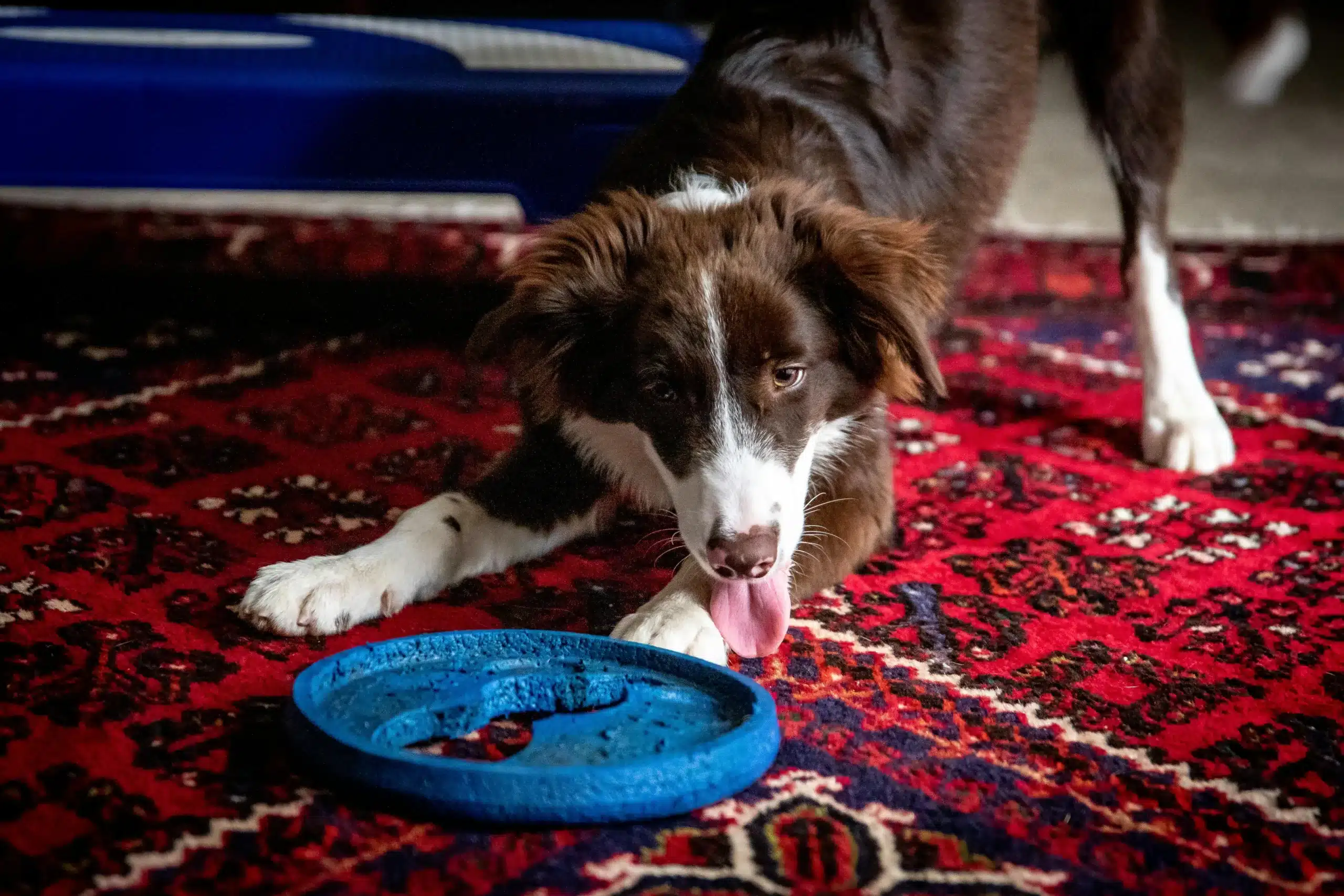 How to Handle Dog Bites: Useful Tips & Prevention