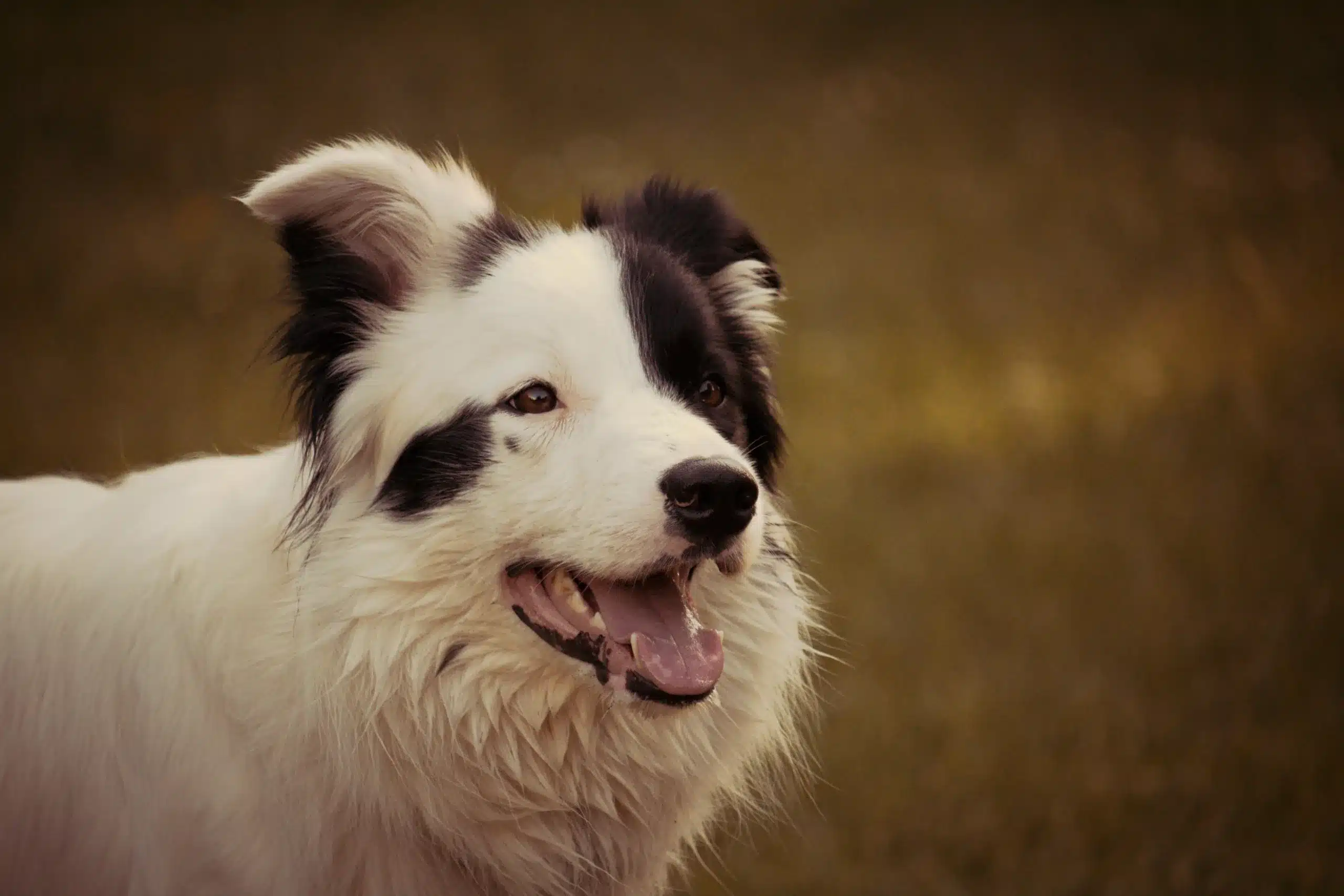 Meet Chaser: The Dog Who Learned 1,000 Words!