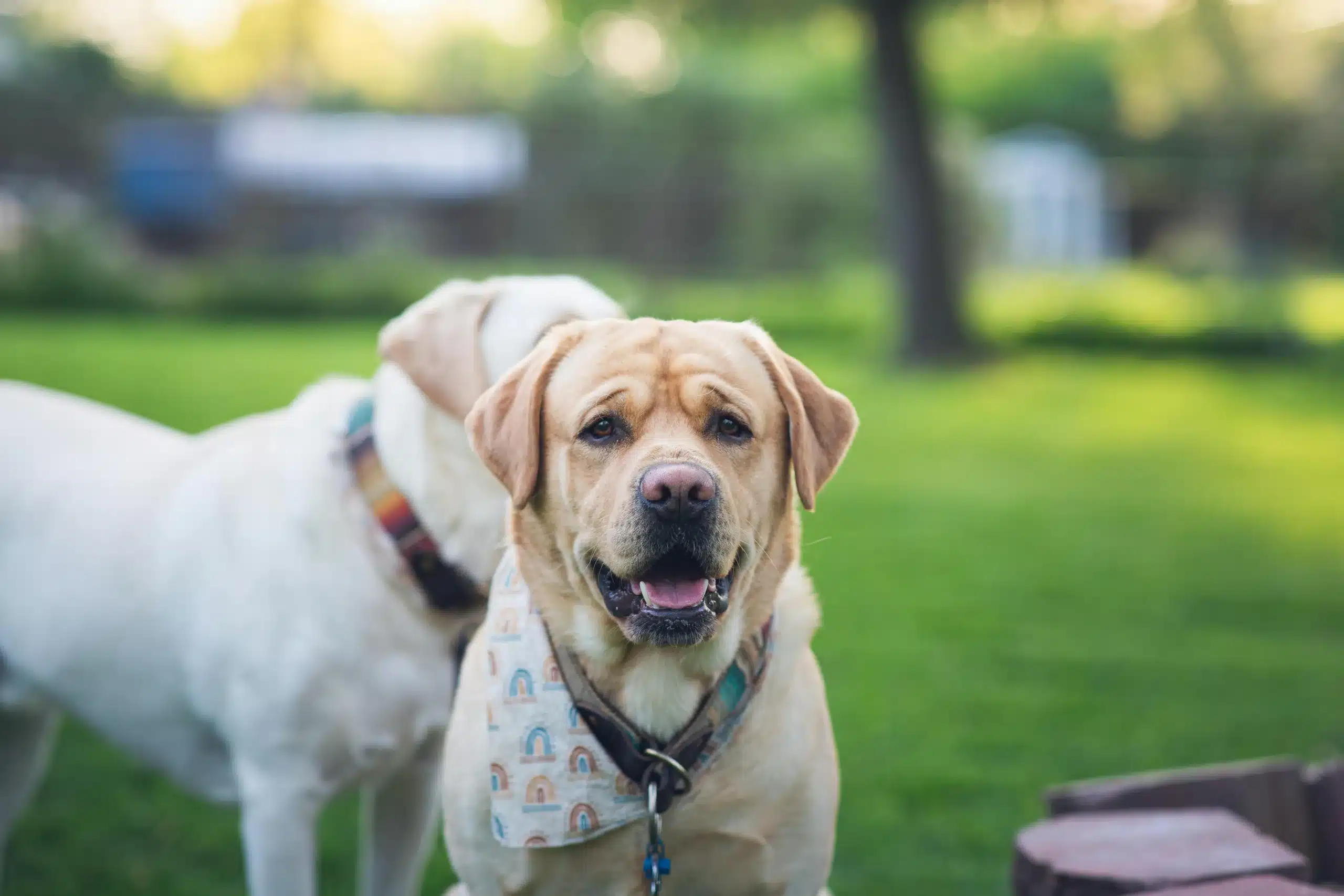 Smart Precautions to Take in Case Your Dog Gets Lost