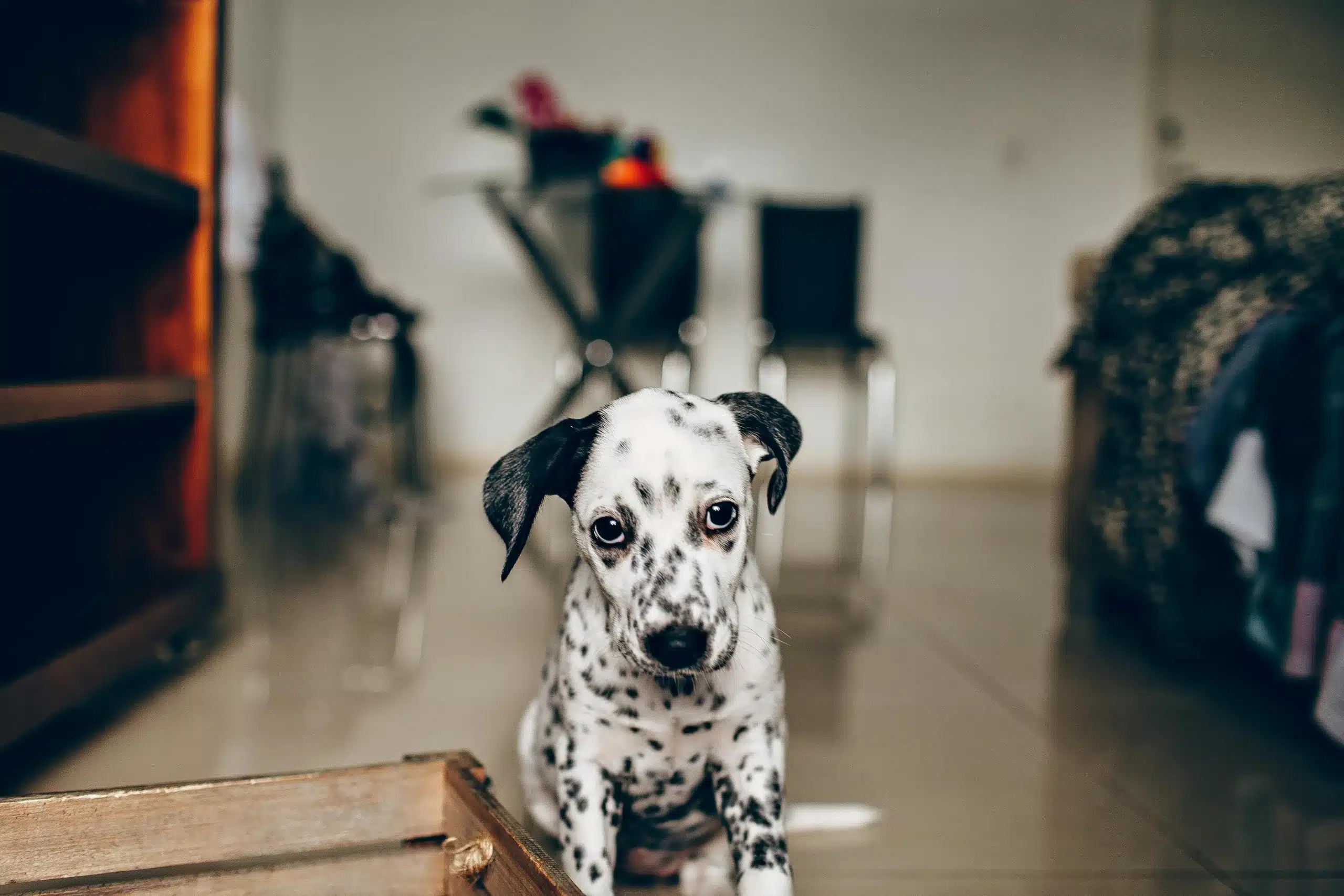 How to Make Sure Your Dog Feels Loved While You’re Away on Vacation