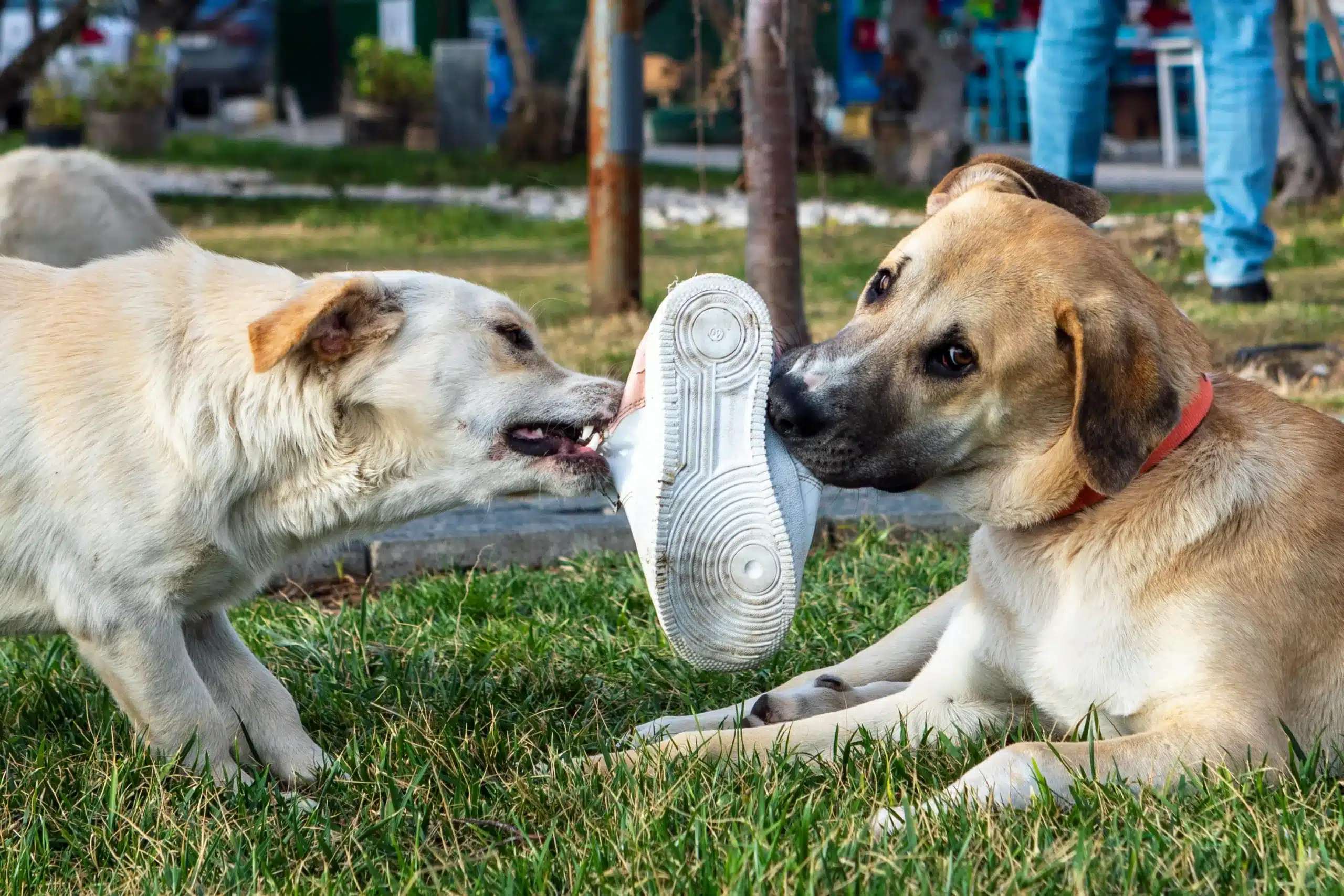 How to Stop Destructive Chewing: Actionable Tips & Advice