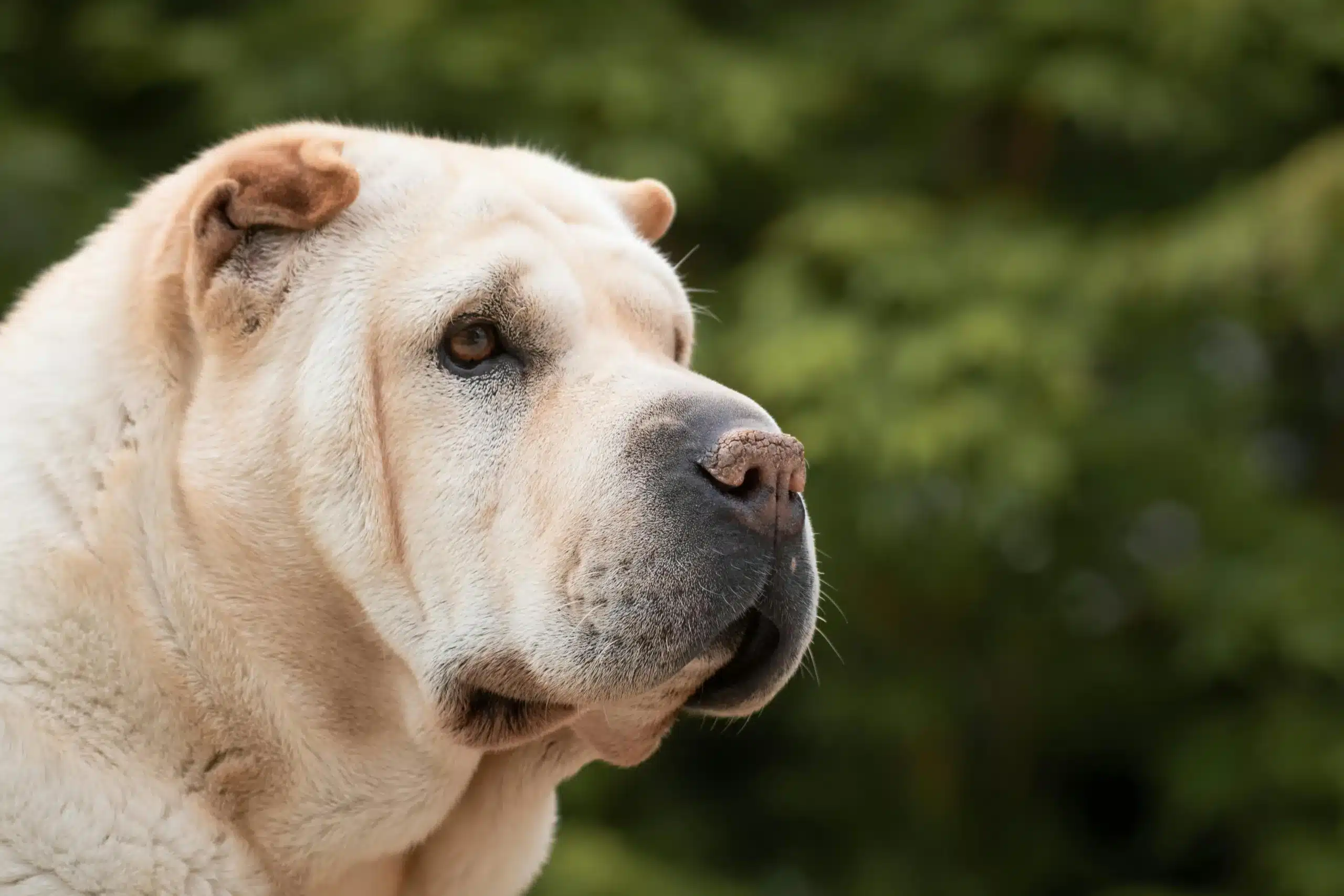 Dry Skin in Dogs? Try These Safe and Simple Home Remedies