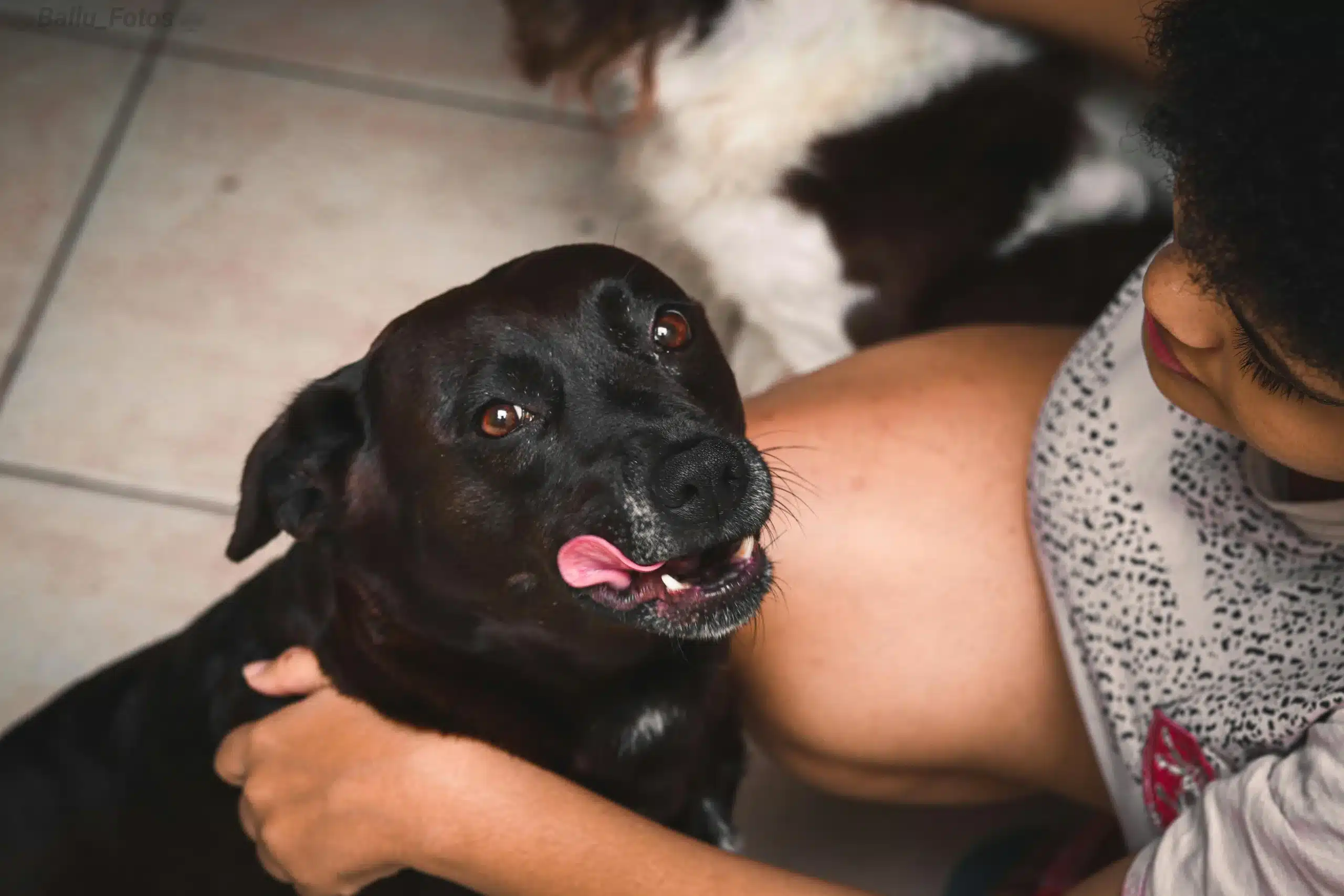 Top Dog Breeds for First Time Owners