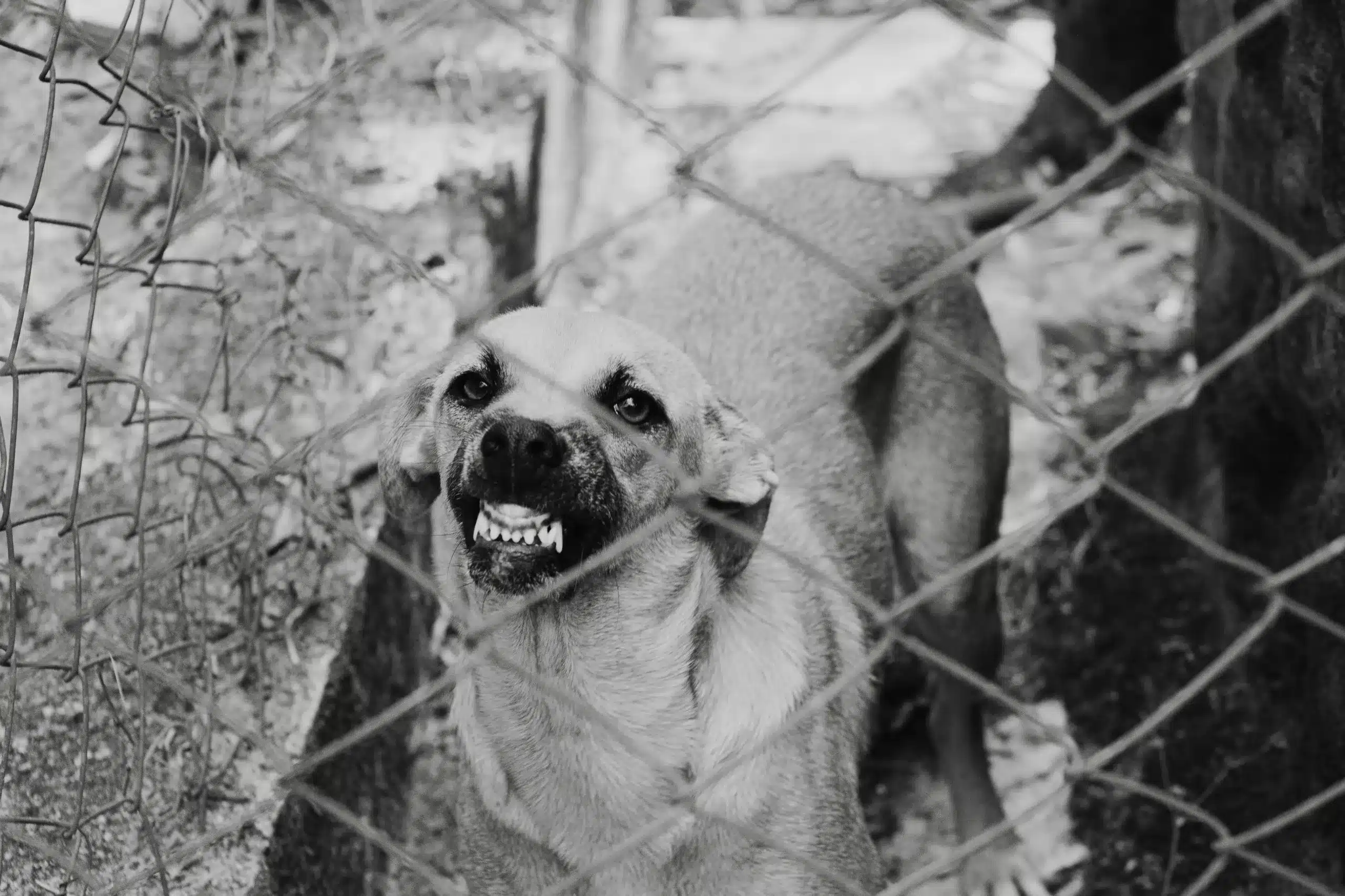 Can Dog Aggression Be Cured? Separating Myth from Reality