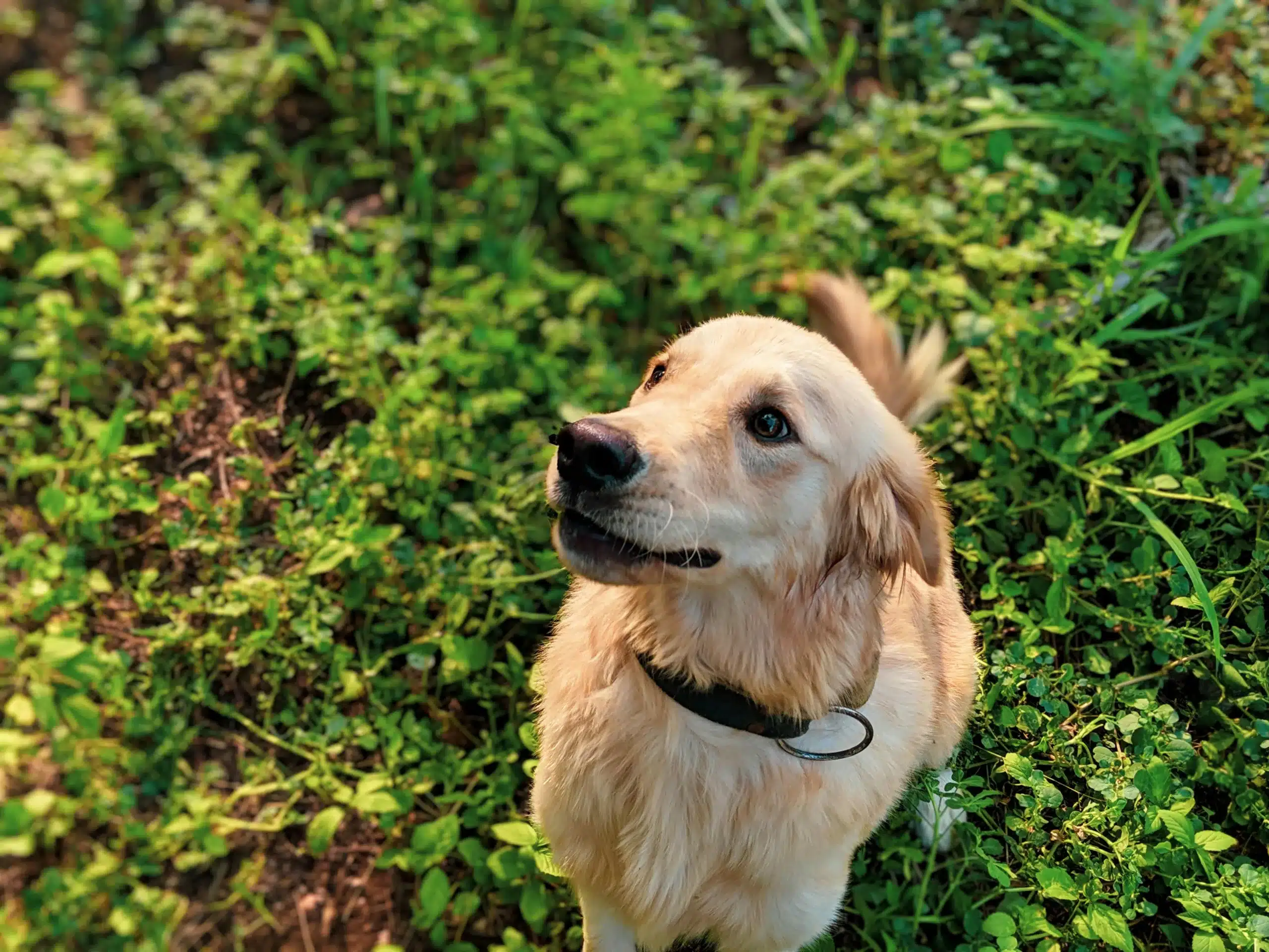 Happy Gut, Happy Pup: A Guide to Probiotics, Prebiotics, and Fiber