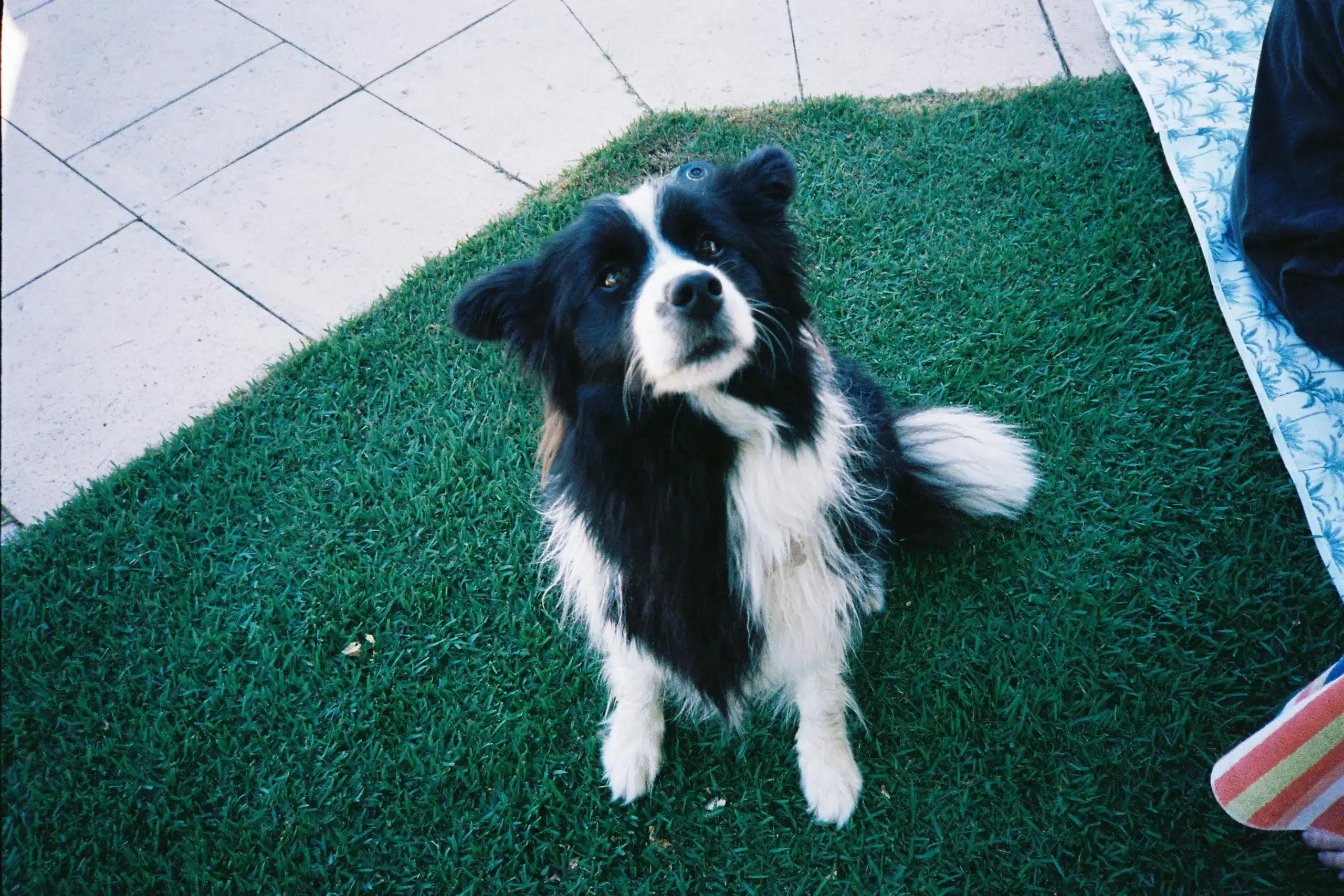 How to Train Your Dog Properly: Methods for a Friendly Dog