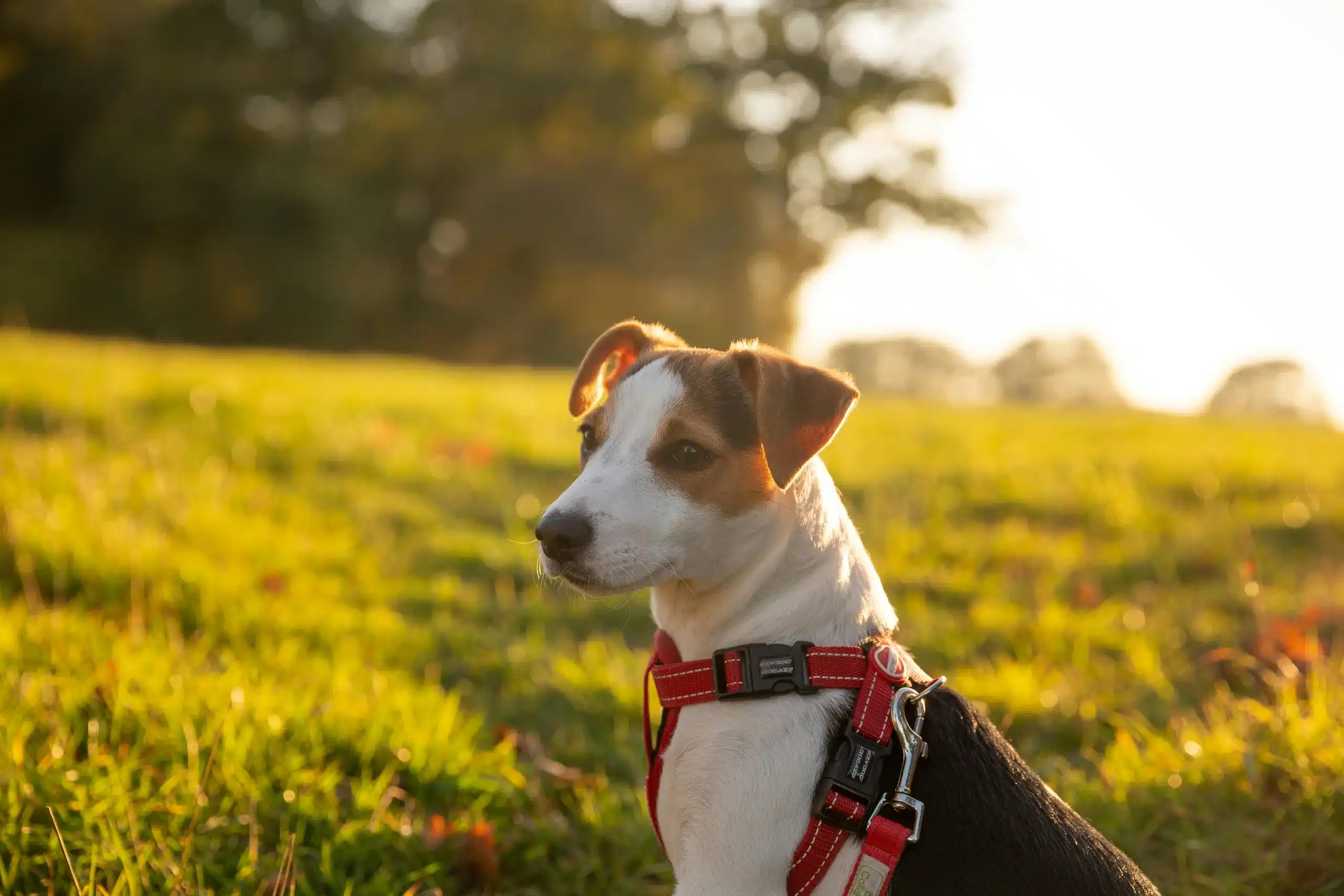 Signs Your Pet Might Need Emergency Vet Care
