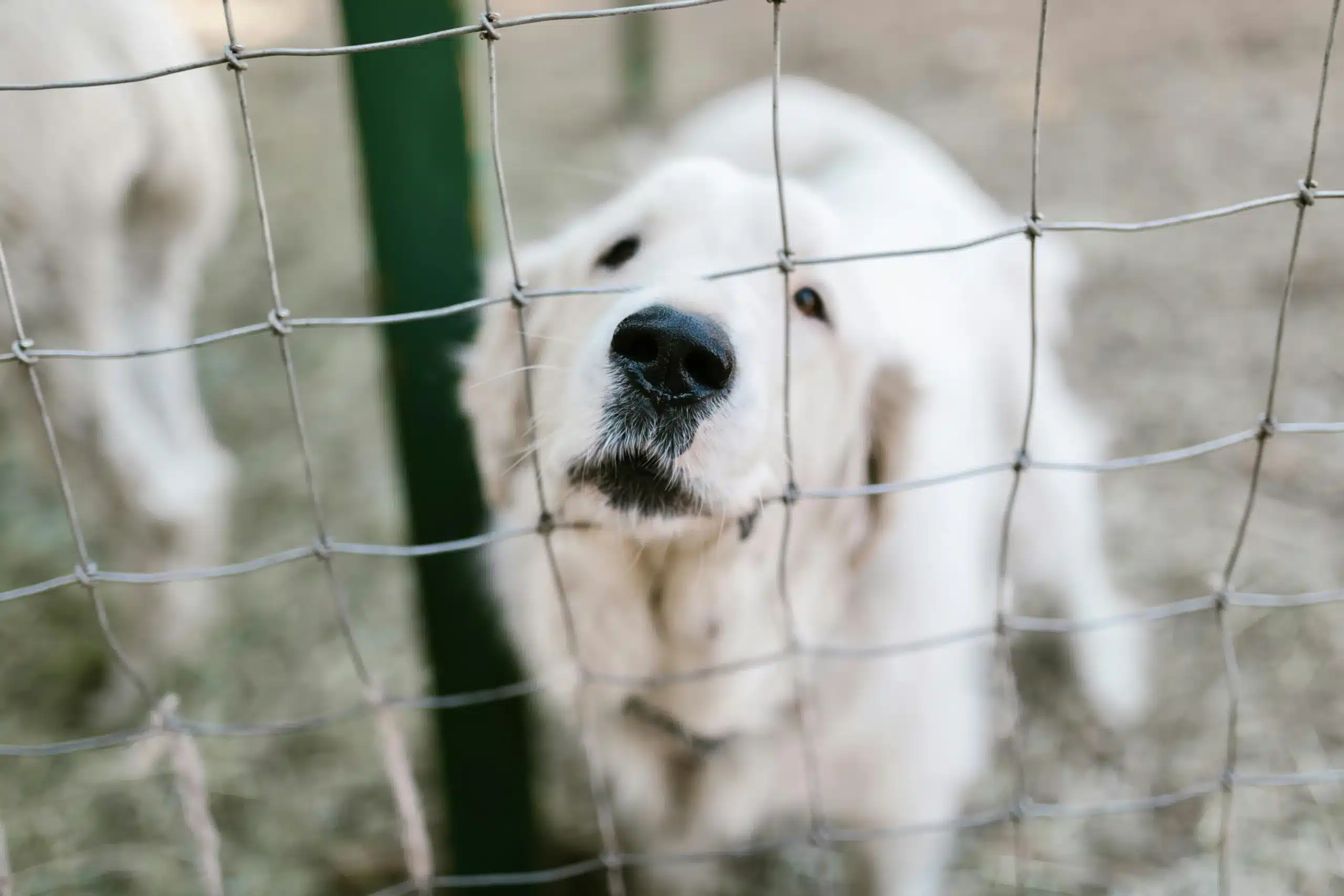 The Evolution of Pet Safety: GPS Wireless Dog Fence