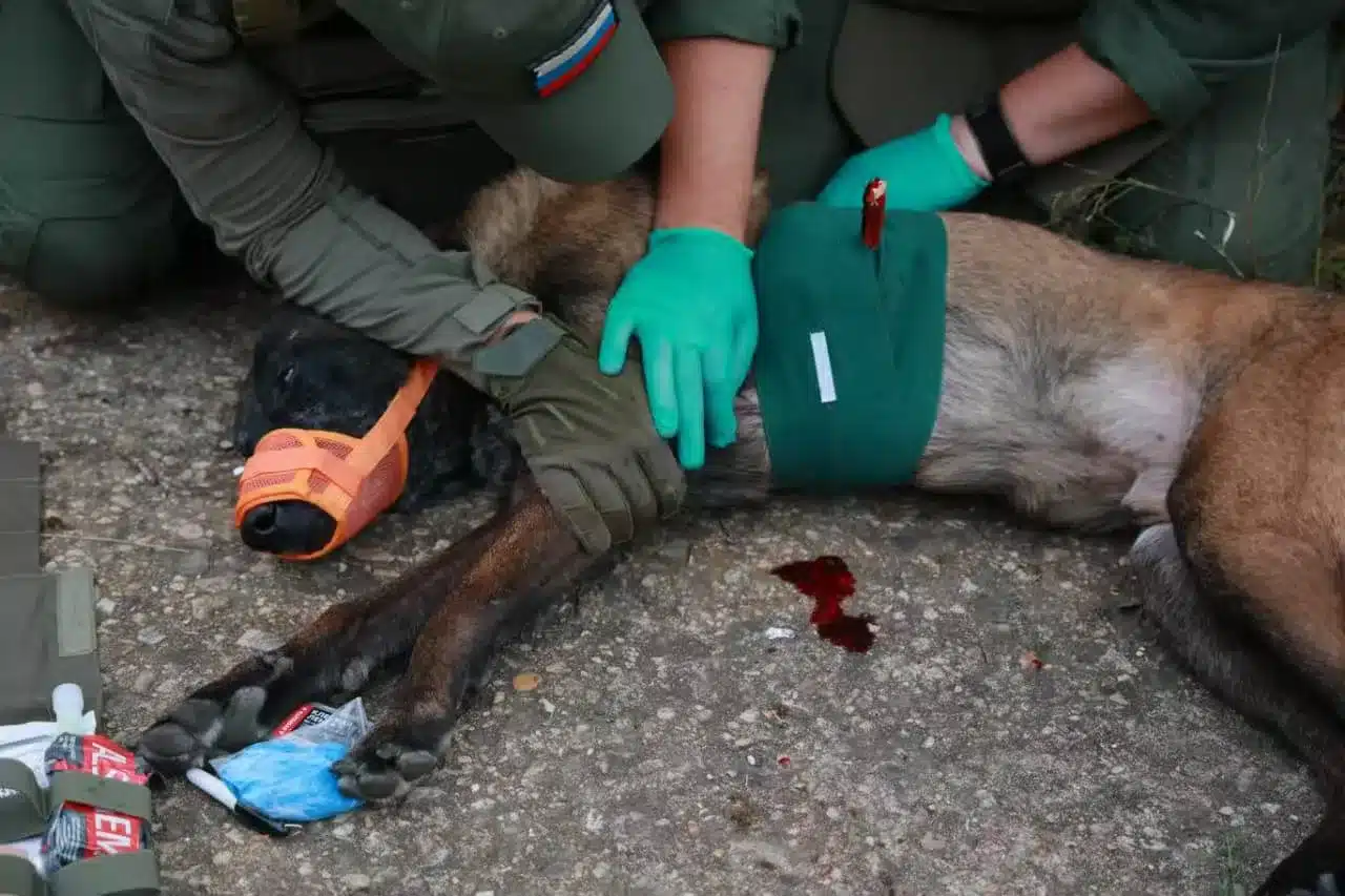 Emergency Guide: Handling Dog Bone Fractures During in the Outdoors