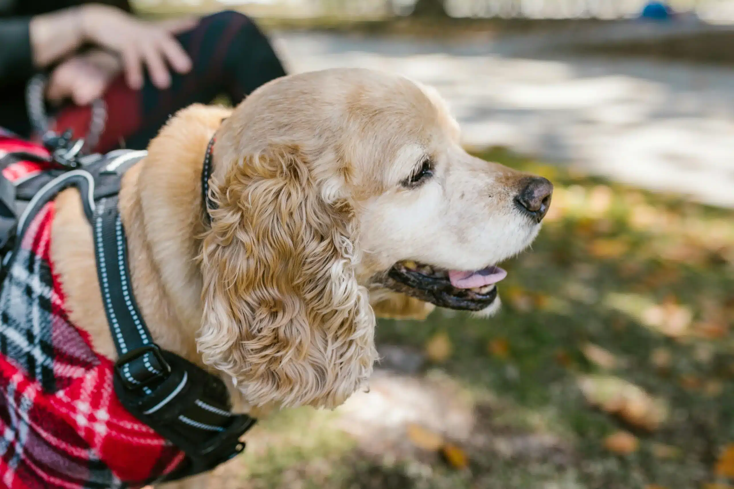 Training Made Easier with a Tactical Dog Harness