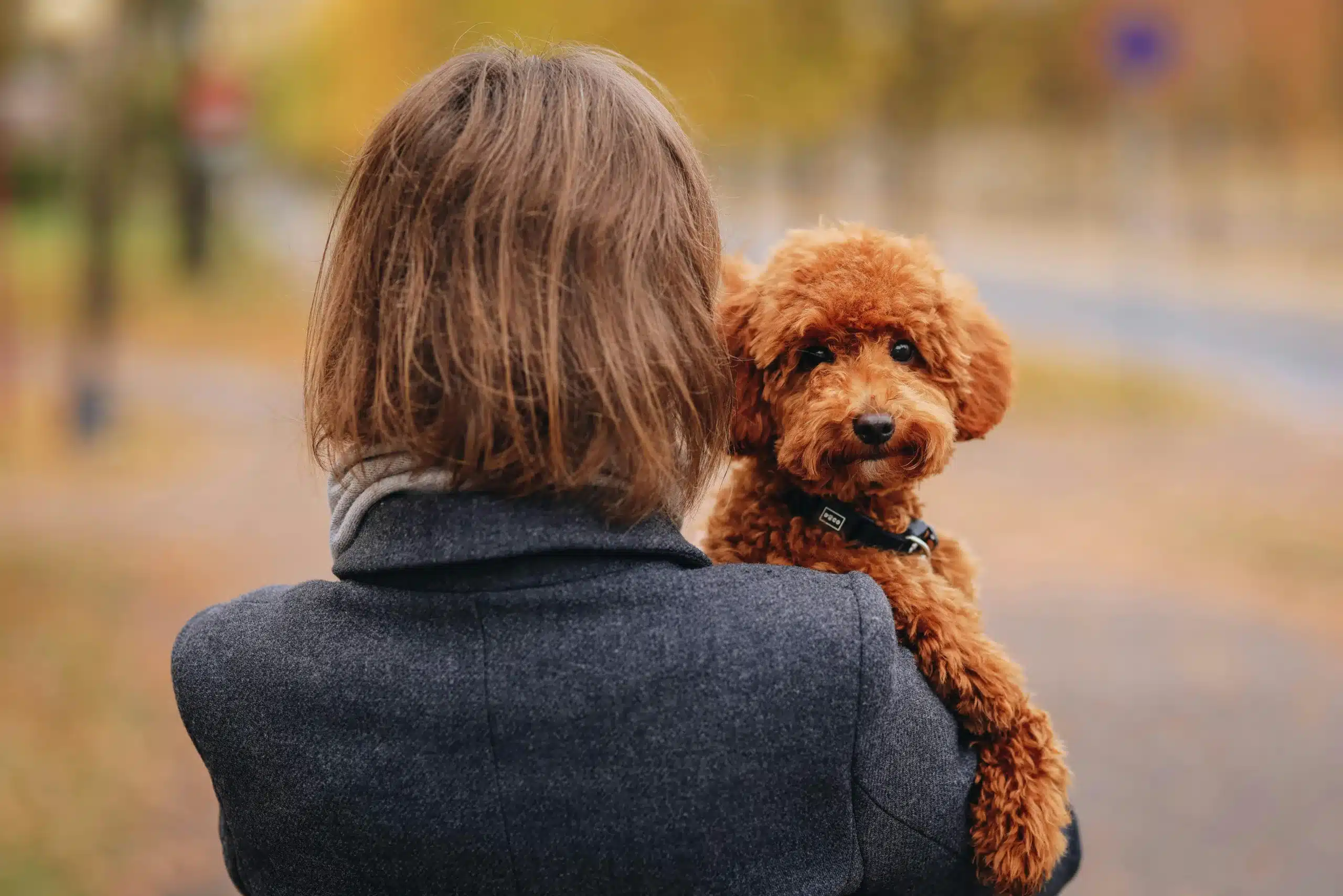 Navigating the Pests, Food, and Joy of Dog Ownership