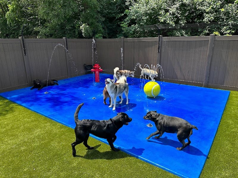 The Dog Waggin