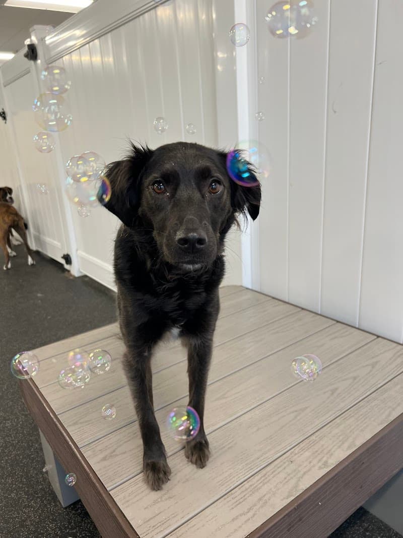 City Paws Pet Club