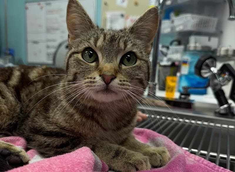 VetCheck photo 2