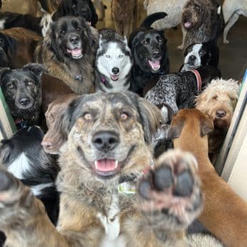 Lucky Dog Pet Lodge photo 2