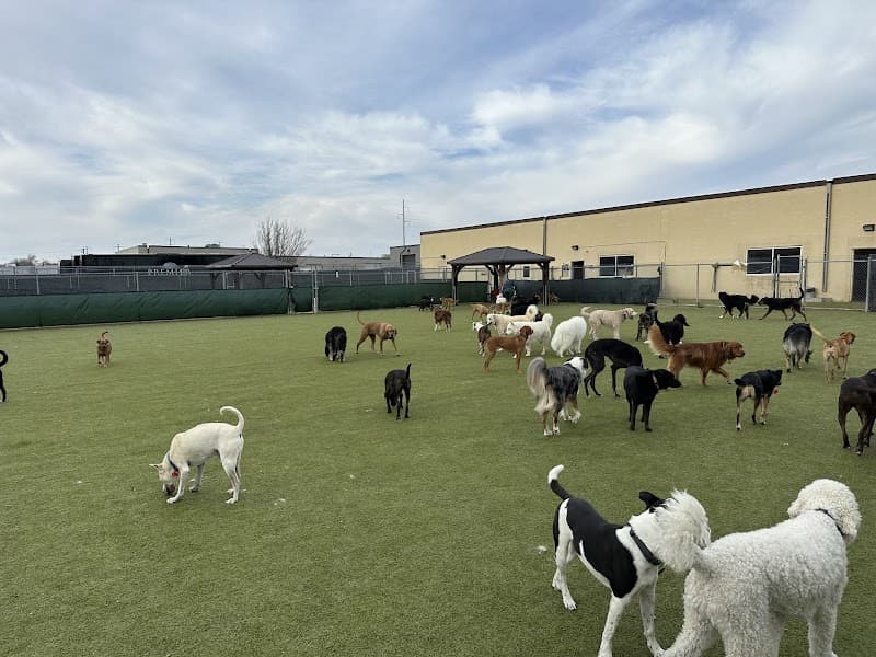 Lucky Dog Pet Lodge photo 3