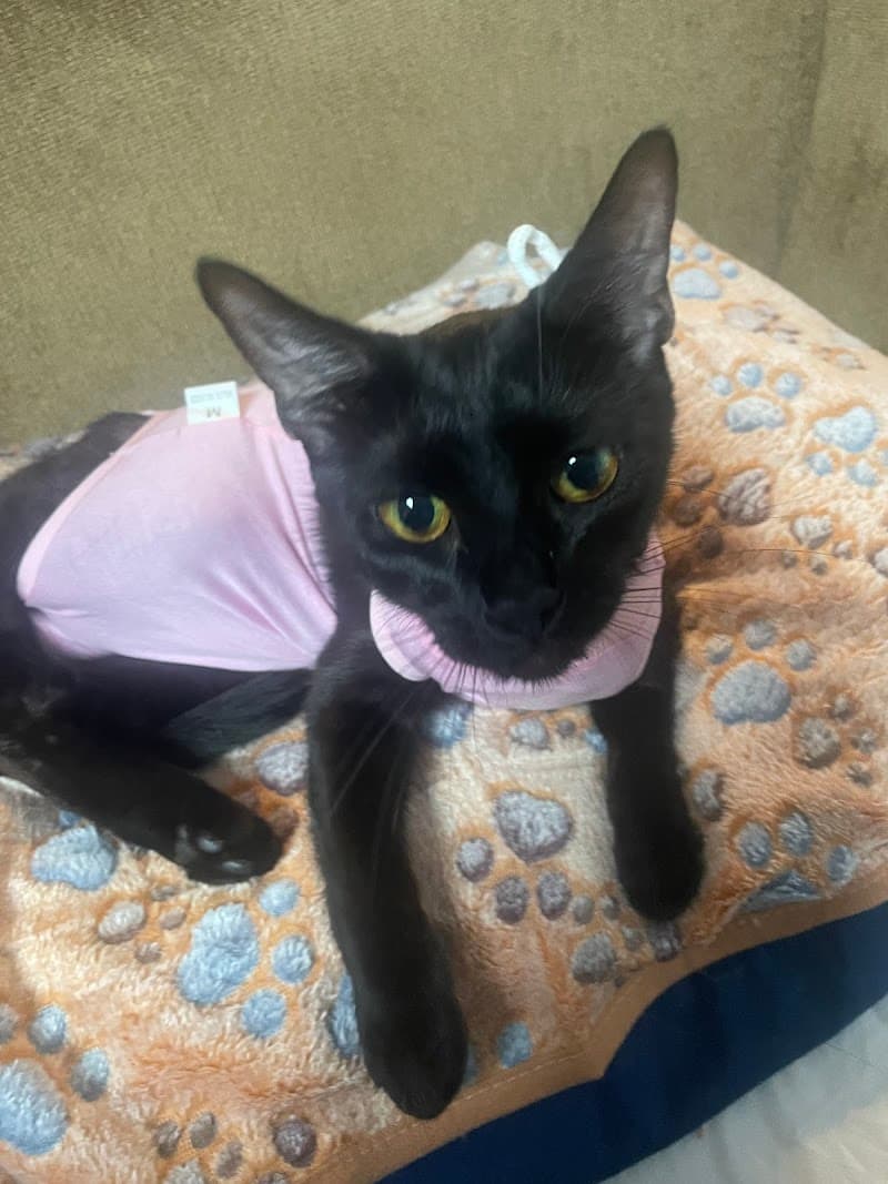 Michigan Humane Society photo 3