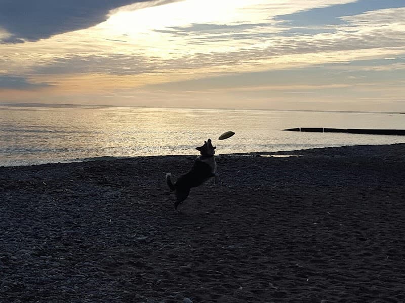 Dog's Best Friend