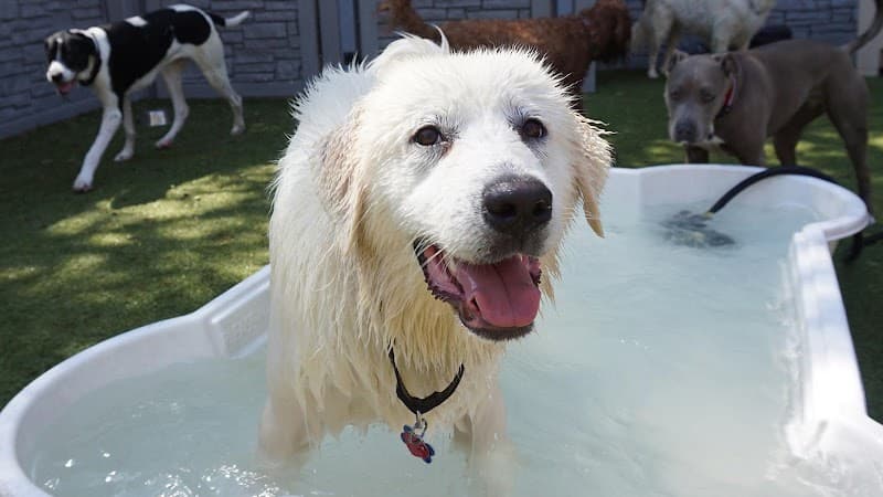 Tucker Pup's Pet Resorta