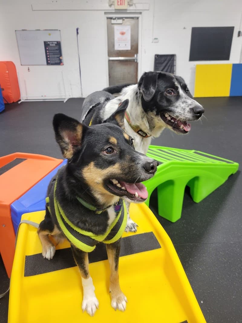 K9 Turbo Training