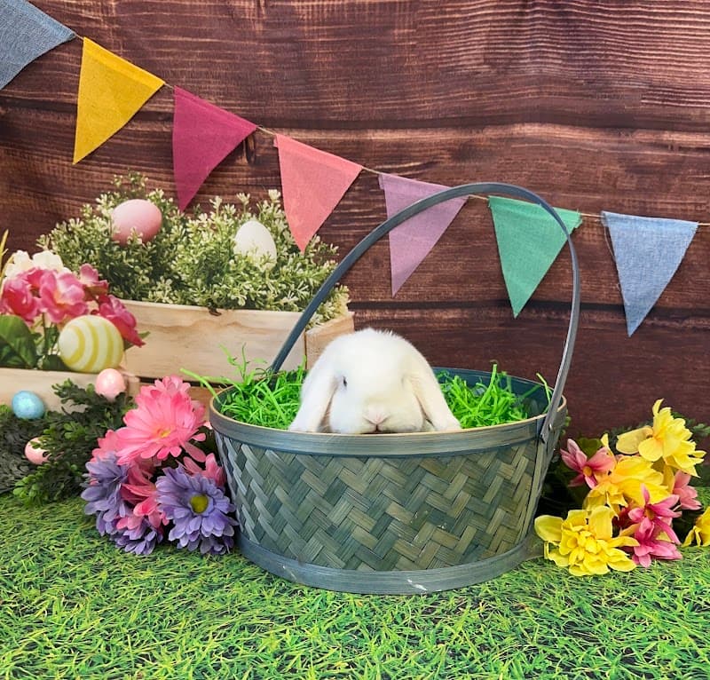 Lap of Luxury Pet Resort photo 2