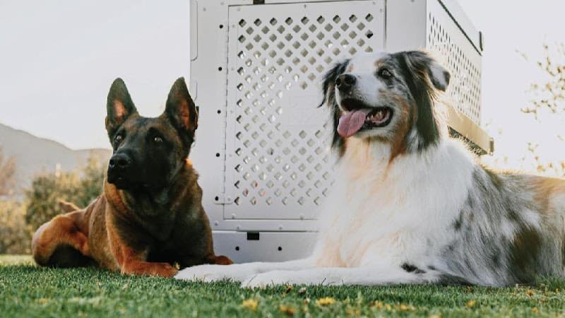 Prestige Dog Training