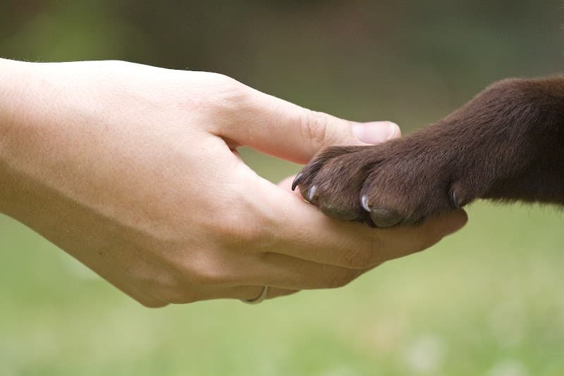 Working Dog Canine Services