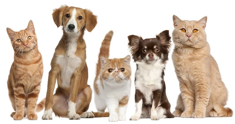 East Tosa Vet Clinic