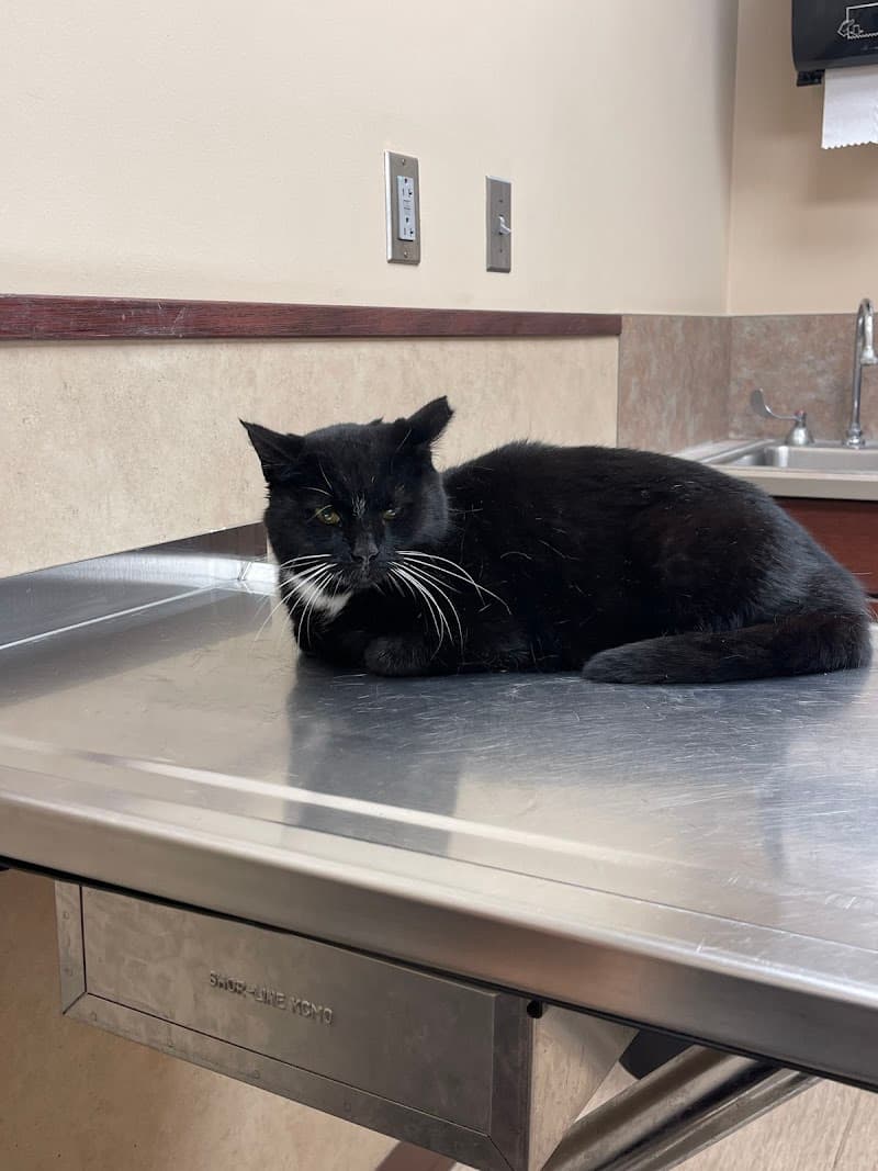 Animal Clinic Northview photo 3